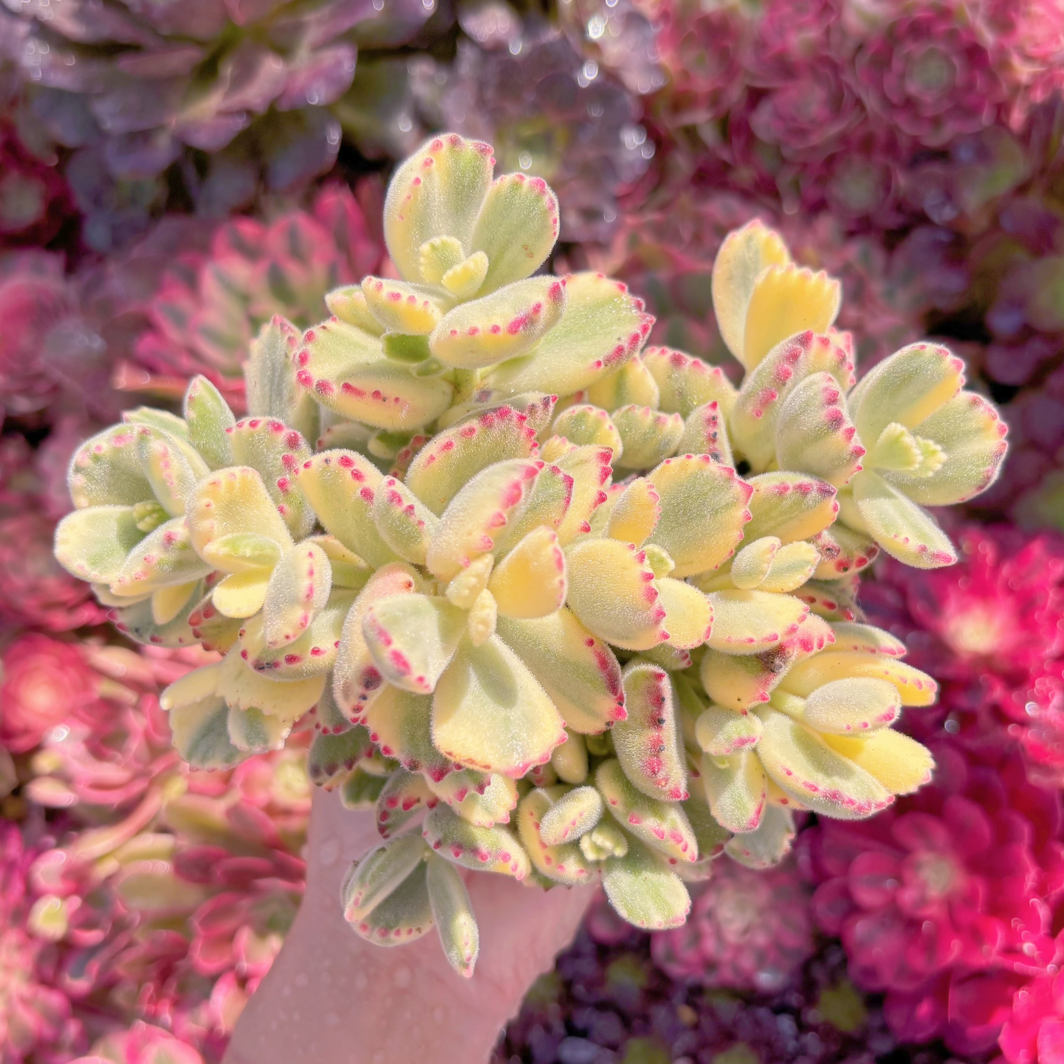 現品　白熊#M205　大群生　新入荷　るる農園