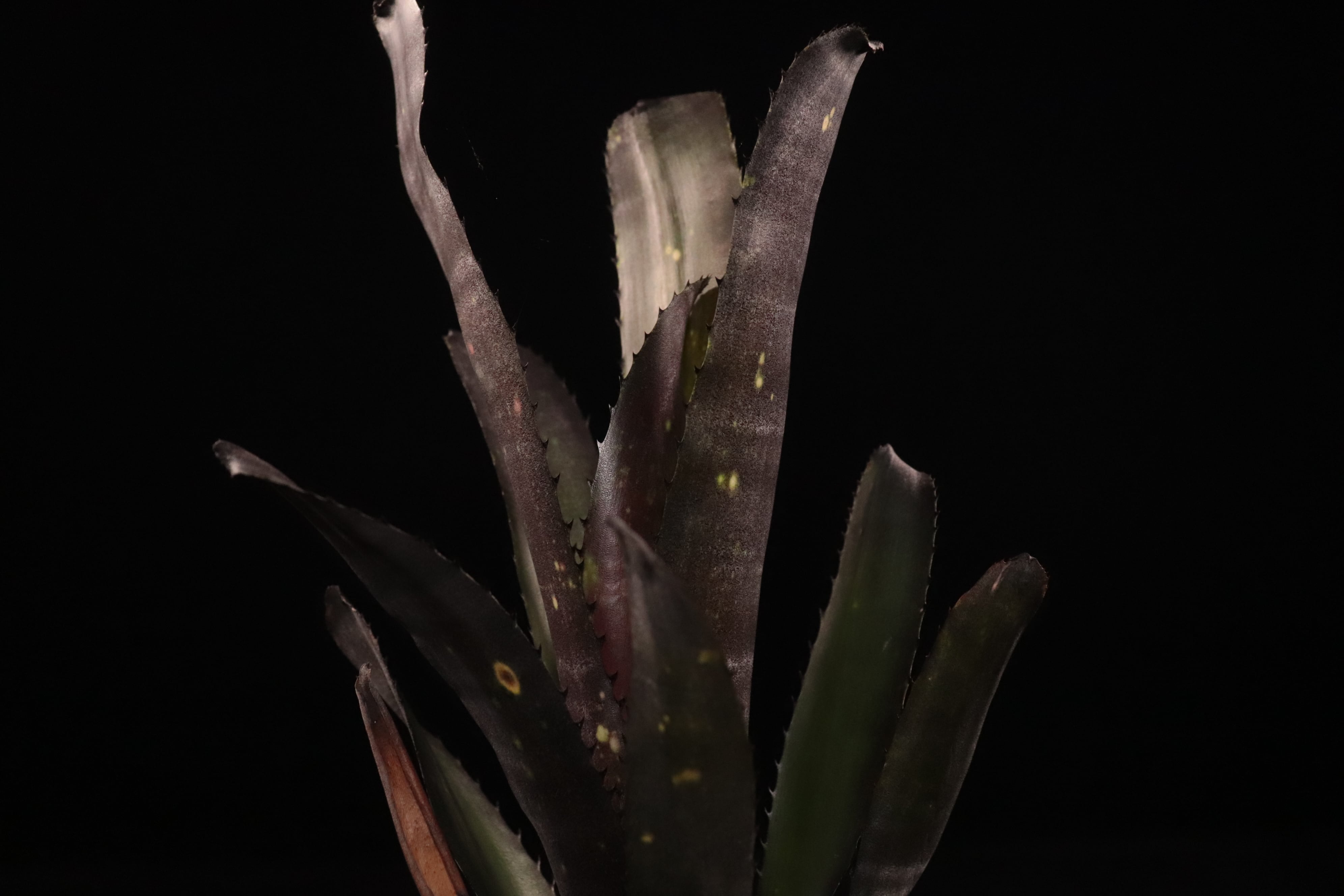reserved】Billbergia 'Dark Prince'〔ビルベルギア〕現品発送B0276