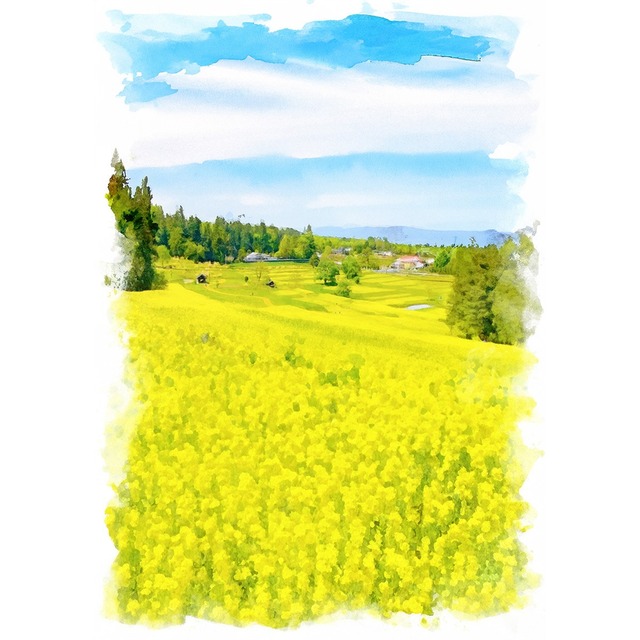 絵画(風景画) 日本の春 長野県 国営アルプスあづみの公園の菜の花畑 インテリアアート額付き 水彩画・油絵風 WAT0814