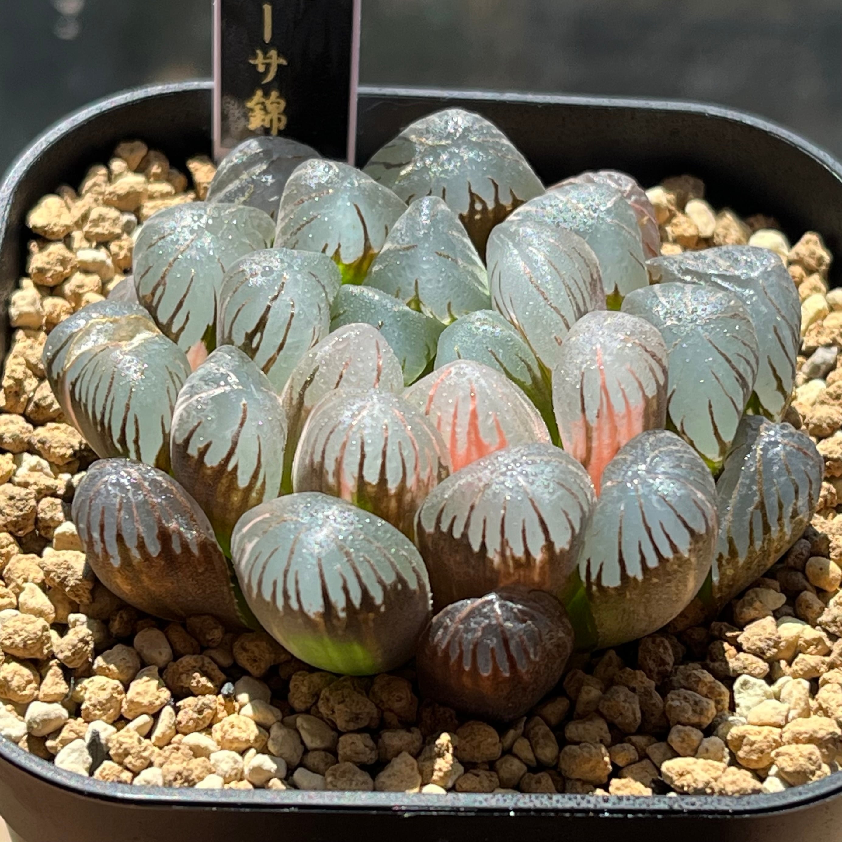 ハオルチア 紅桜 オブツーサ錦 | mocono_plants