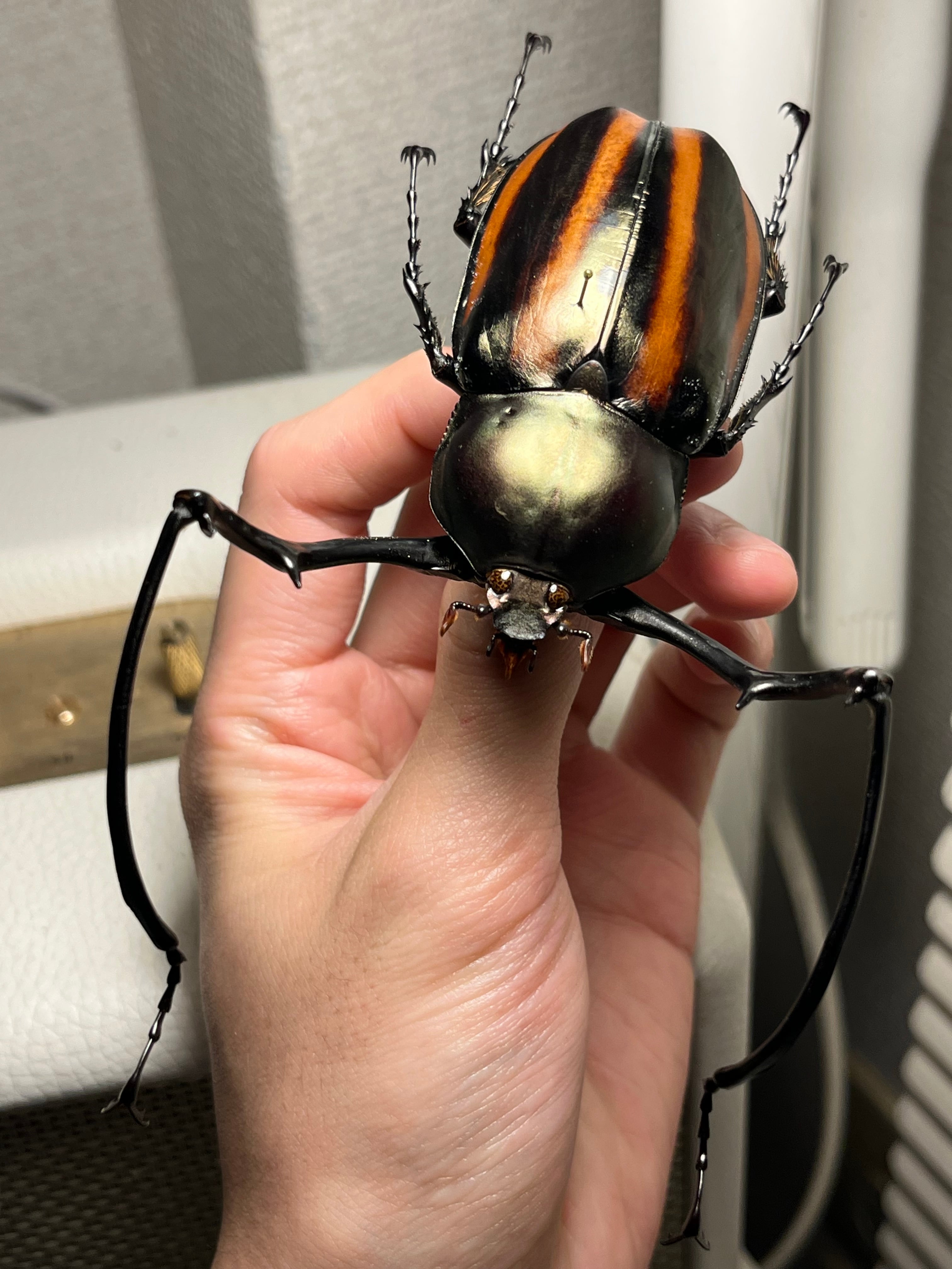 手長黄金最高峰】セスジドウナガテナガコガネ 特大標本 プラチナコガネ
