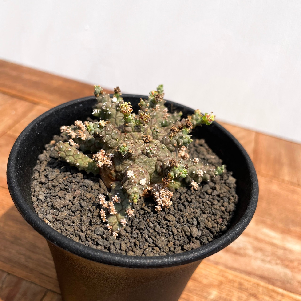 Euphorbia  brevirama【ユーフォルビア・ブレビラマ】