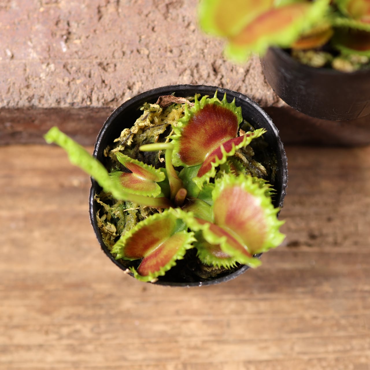 681『ハエトリソウ Dionaea muscipula 'dumpling 』 観葉植物【送料