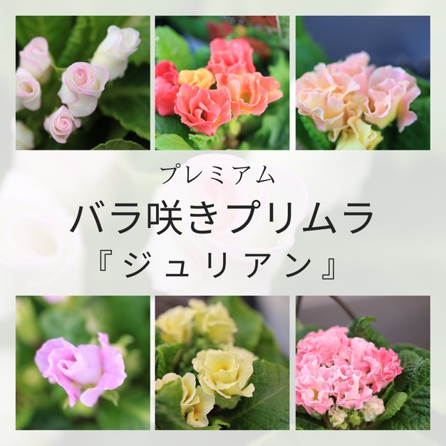 バラ咲き　プリムラ　ジュリアン ②：『ブライダルベル』 ブライダルスイーツコレクション（3.5号）プレミアムジュリアン 寄せ植え 花壇 鉢植え お洒落 オシャレ 可愛い 冬の花