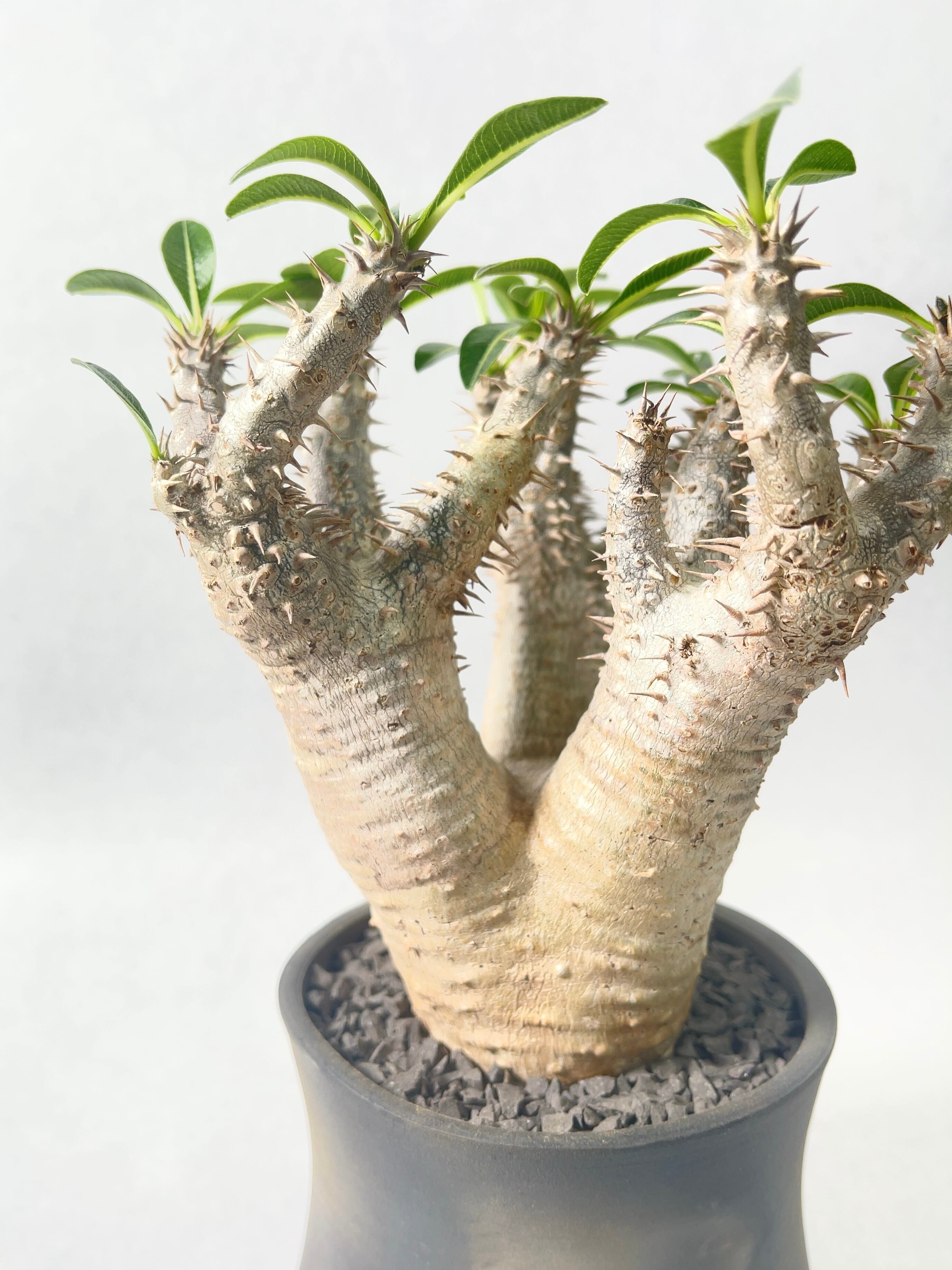 パキポディウム　ホロンベンセ パキポディウム ホロンベンセ 実生株 001 Pachypodium
