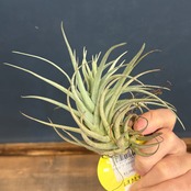 チランジア　レオナミアーナ【651】