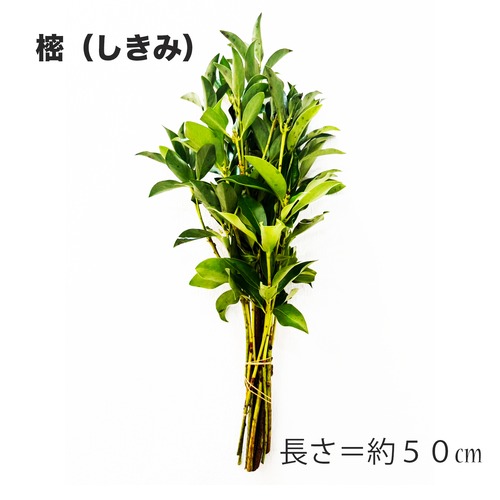 樒（しきみ）墓用　【新宮市・那智勝浦町・太地町】