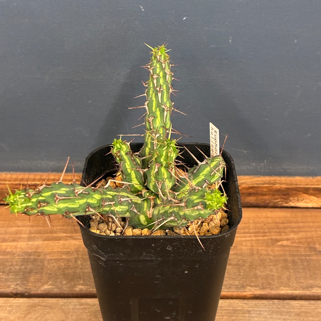 【クリアランスセール対象商品】ユーフォルビア カリサナ【298】【再撮影】【◇】