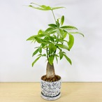 パキラ　[観葉植物•1点もの]　とても葉が綺麗で、形も整っています！
