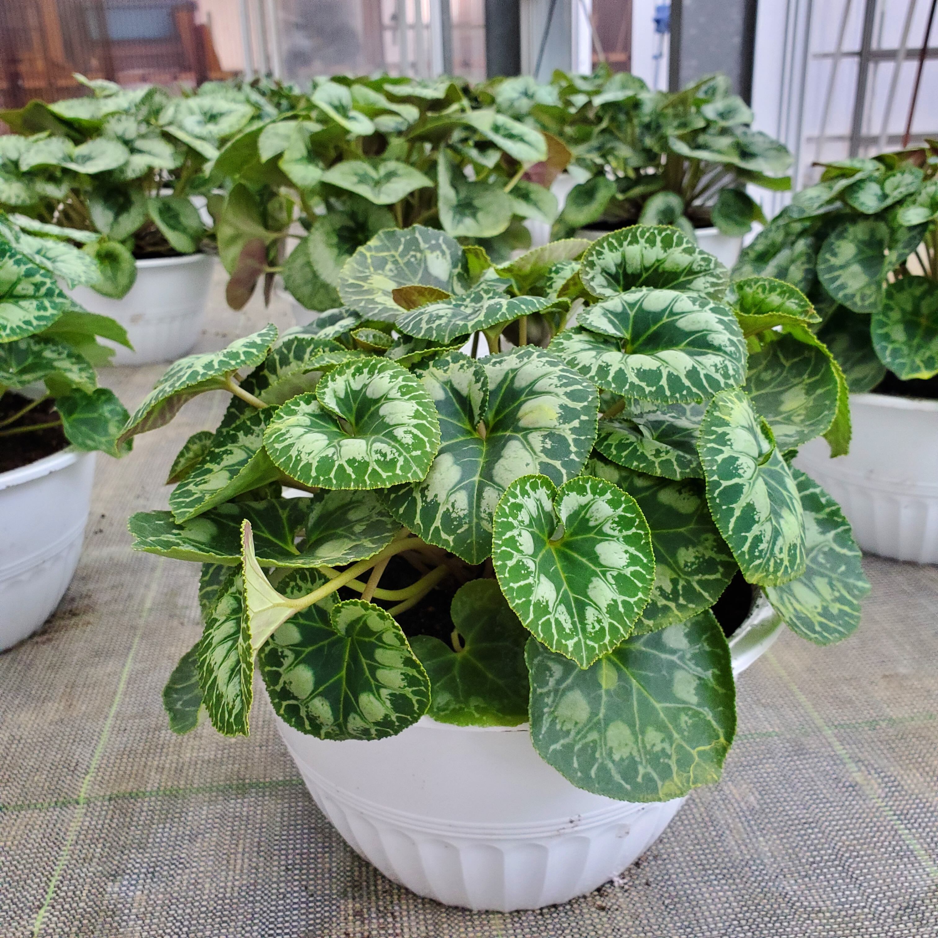 シクラメン2ヶセット（8号鉢） | 吉重園芸