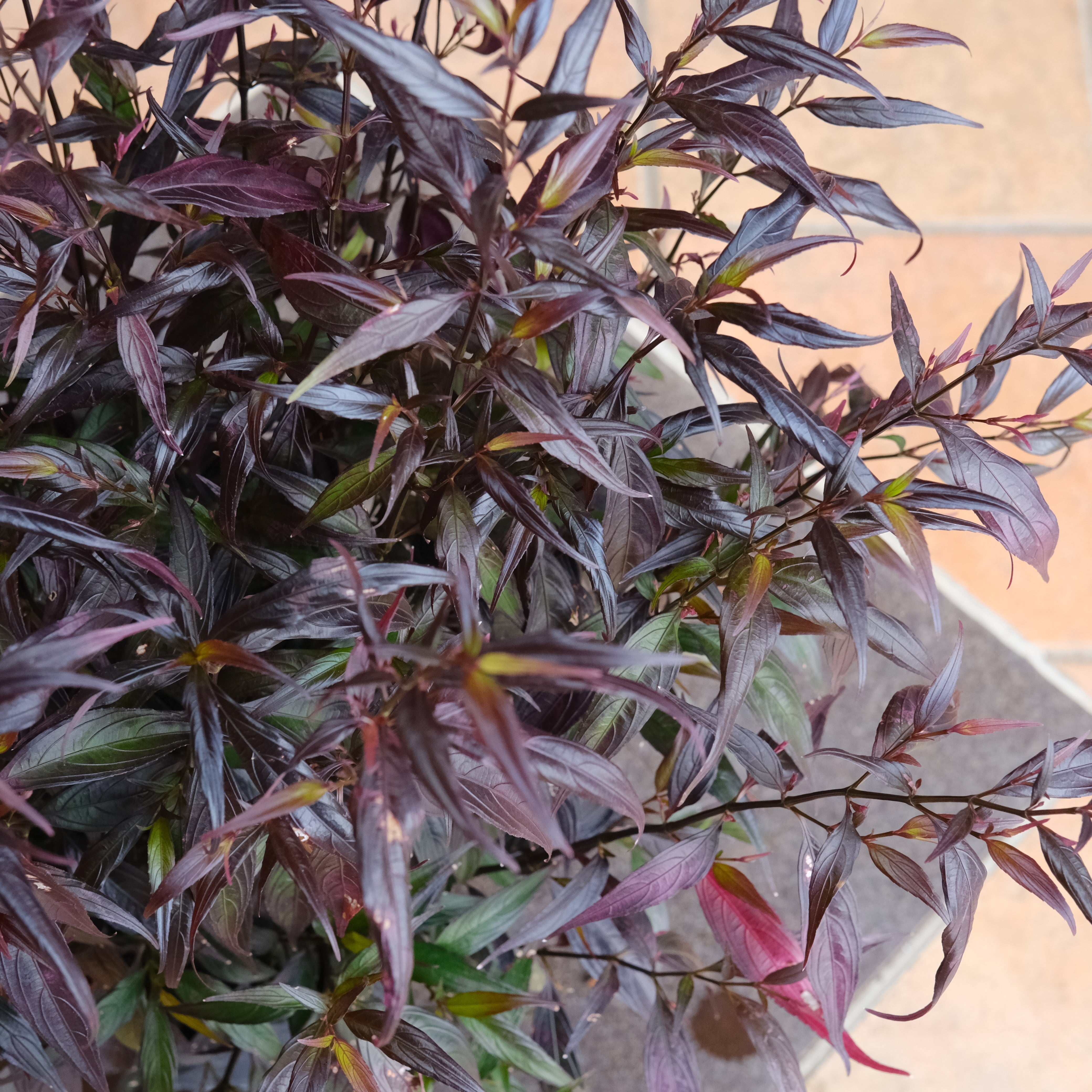 ストロビランテス　ブルネッティー　10号ロング 楽天市場】育てて楽しい、ストロビランテス・ブルネッティー屋外 植物