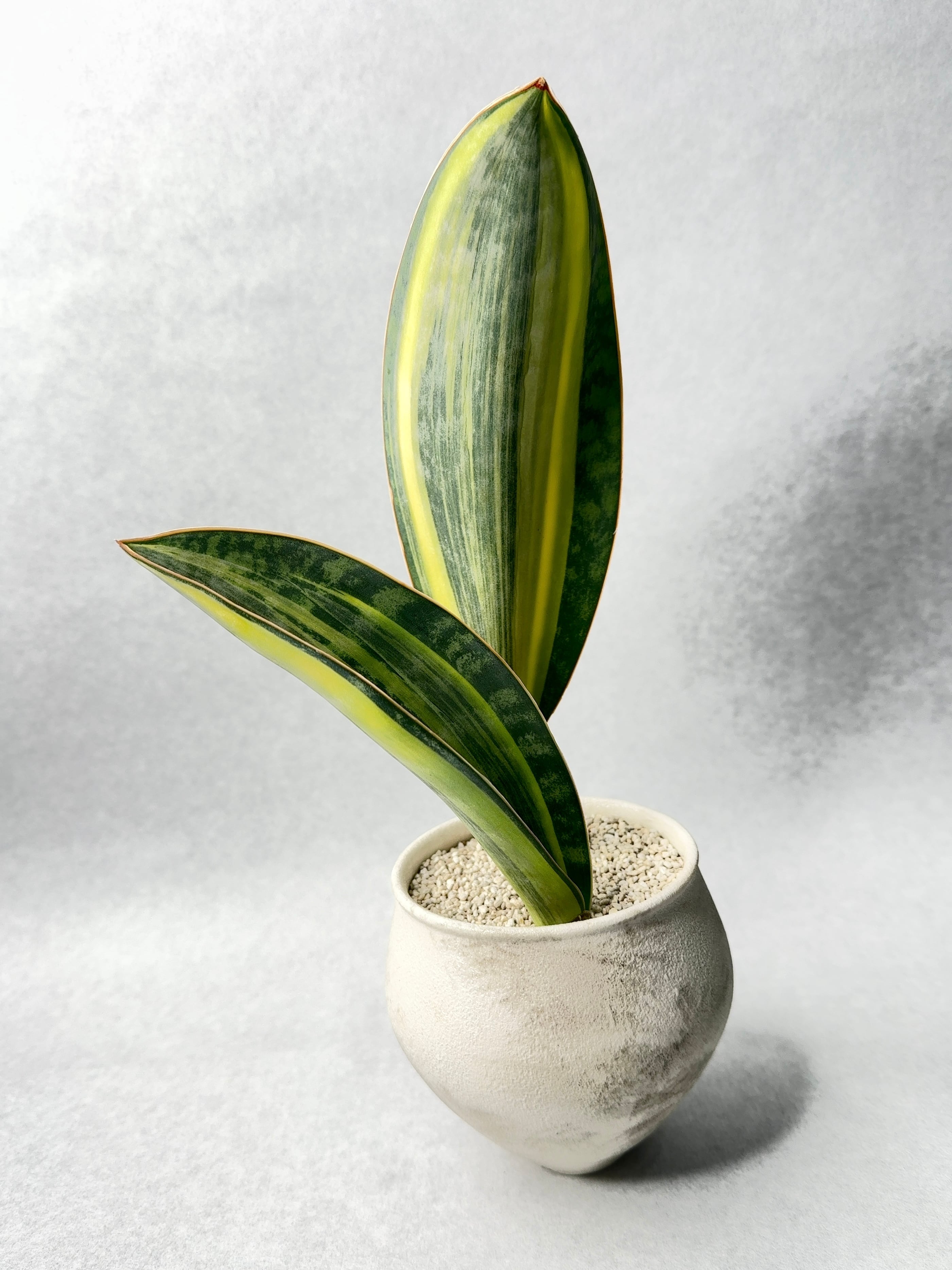 サンセベリア・マッソニアナ錦