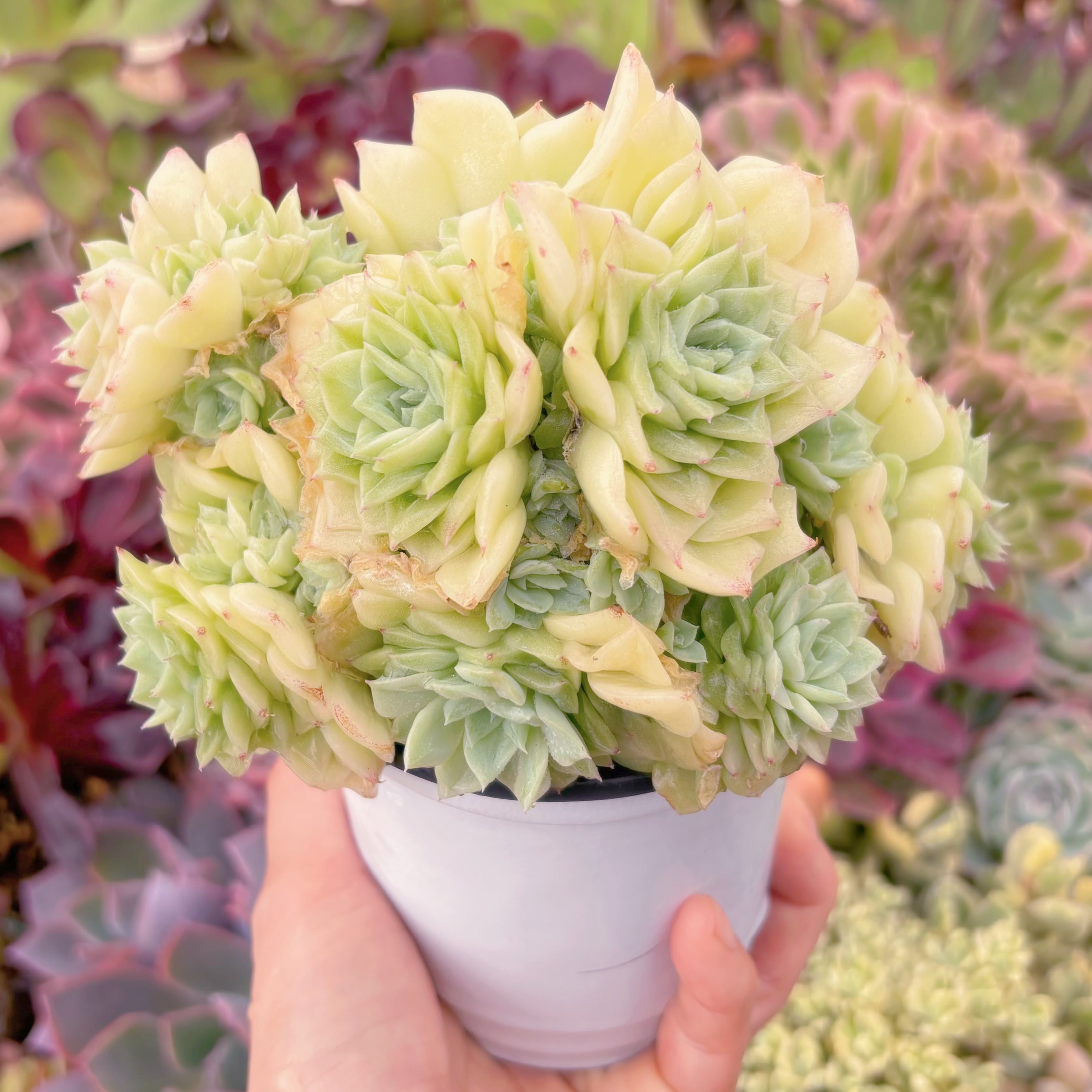 現品　 ホワイトスワン#1138　群生　新入荷　るる農園