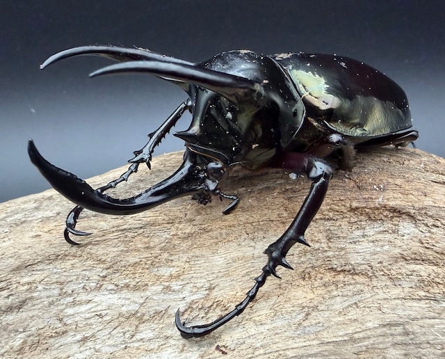 【WD】《アトラスオオカブト亜種マンテツ ベトナム産 86mm ペア》 【WD】《アトラスオオカブト亜種マンテツ ベトナム産 86mm ペア》