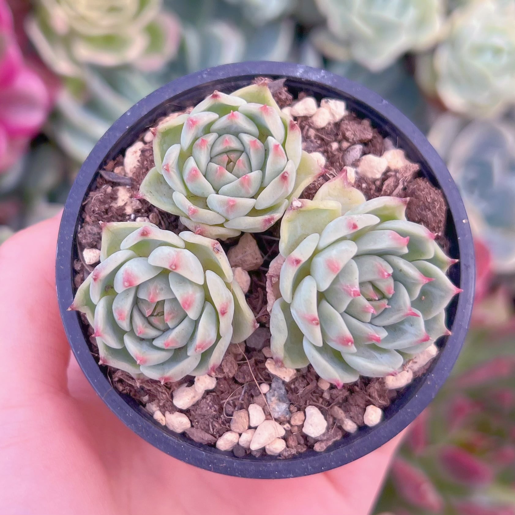 現品　ブルーアイズ#B55　るる農園