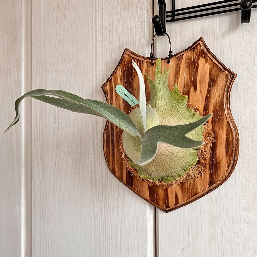 ビカクシダ ベイチー 板付 【観葉植物 壁掛け コウモリラン