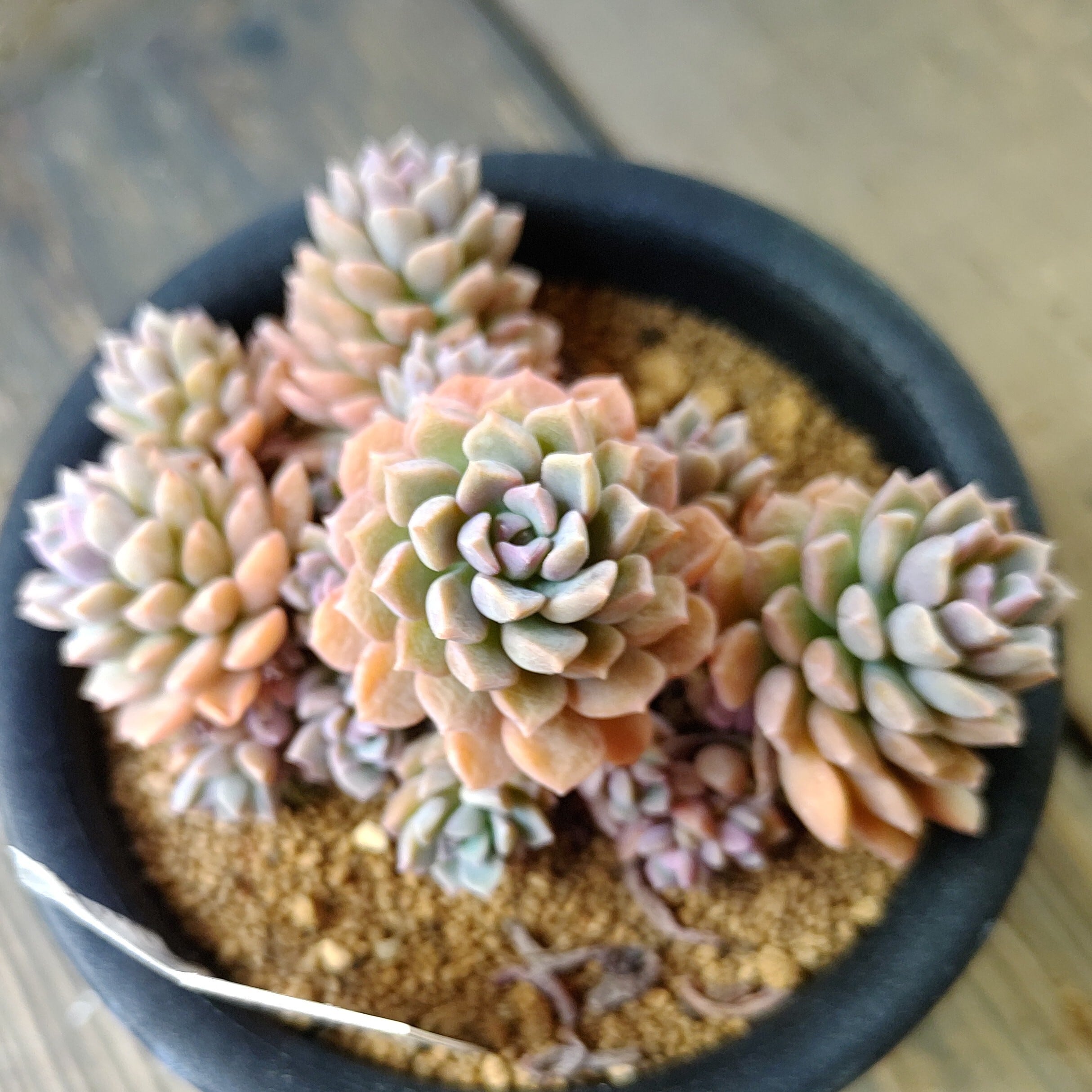 プロリフィカ錦 | RuPo 多肉植物専門店