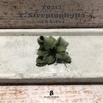 【送料無料】ストレプトフィラS〔エアプランツ〕現品発送T0215