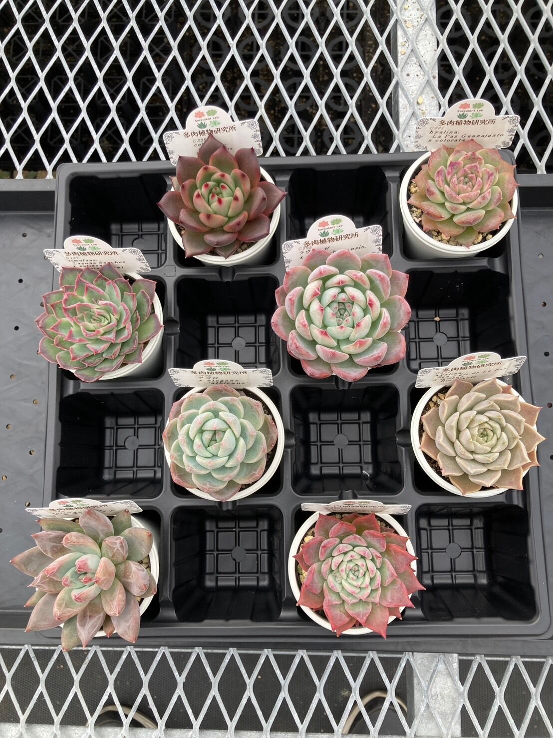 福袋】エケベリア交配・原種アソート 2号8入り【福箱】 | 多肉植物研究所