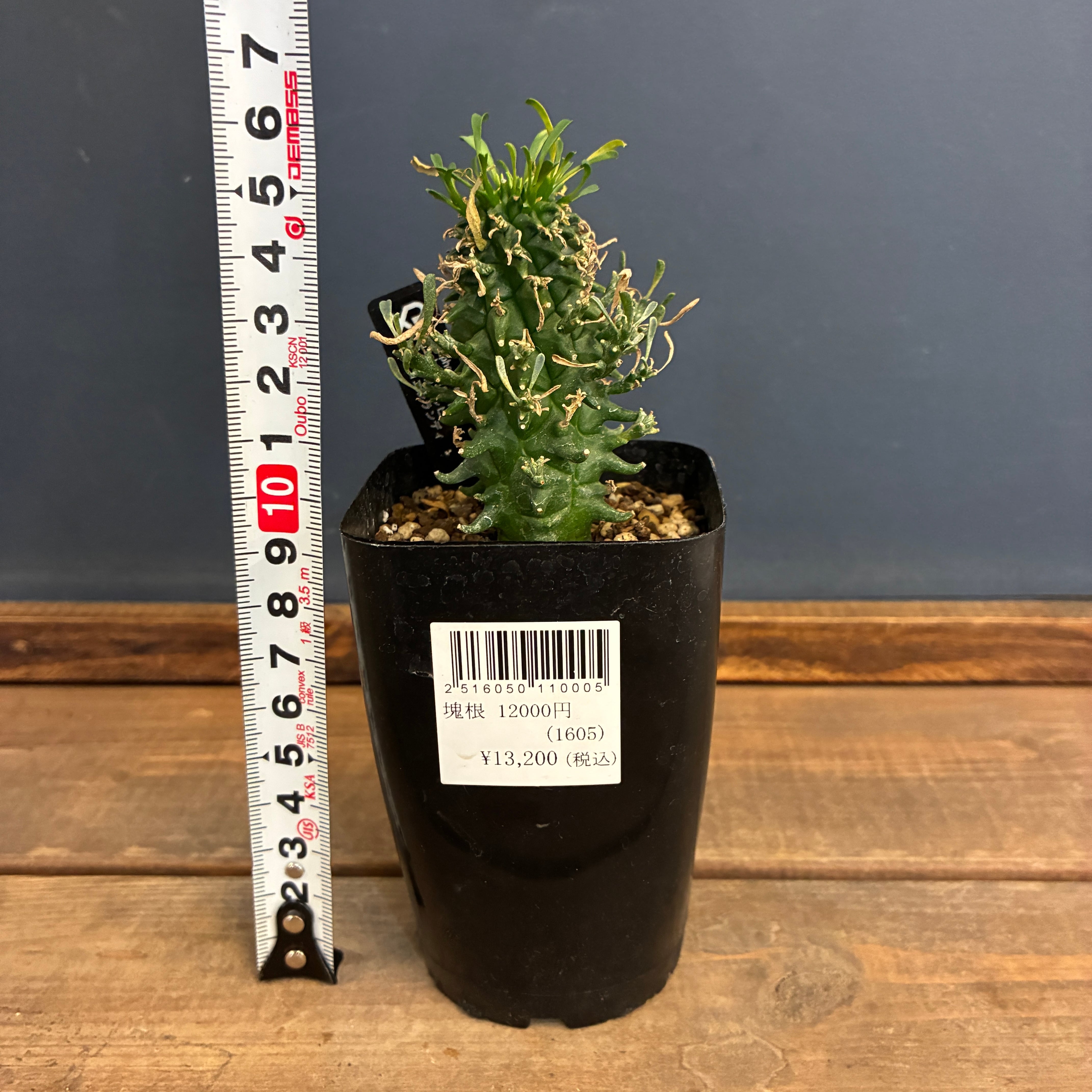 1万円以上10%OFFクーポン対象】ユーフォルビア スコエンランディ 闘牛