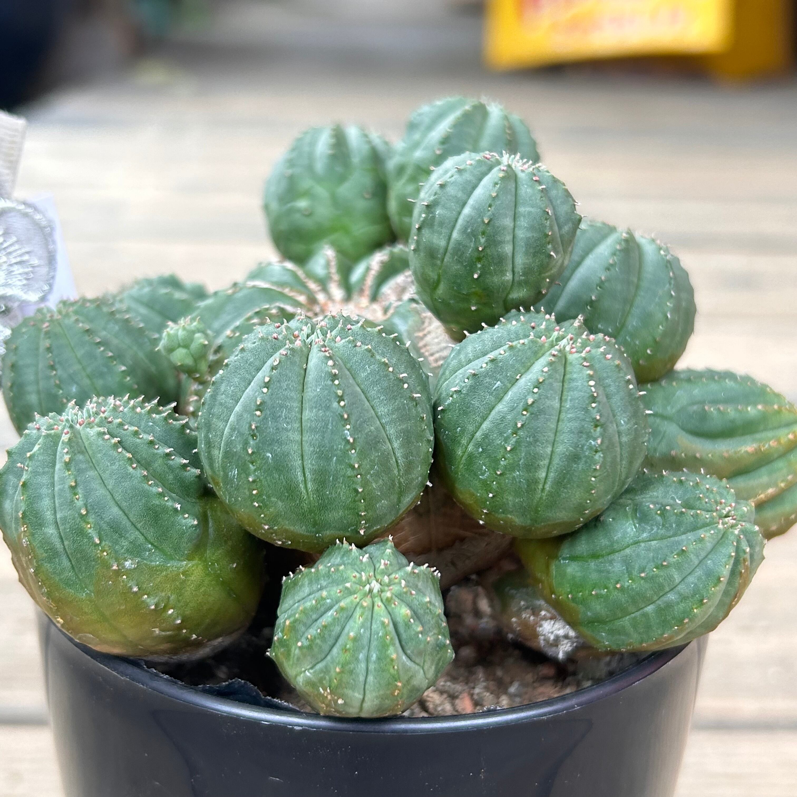 グリーンオベサ ８個セット 斑入り１ 鉢植え グリーンオベサ | PAY ID