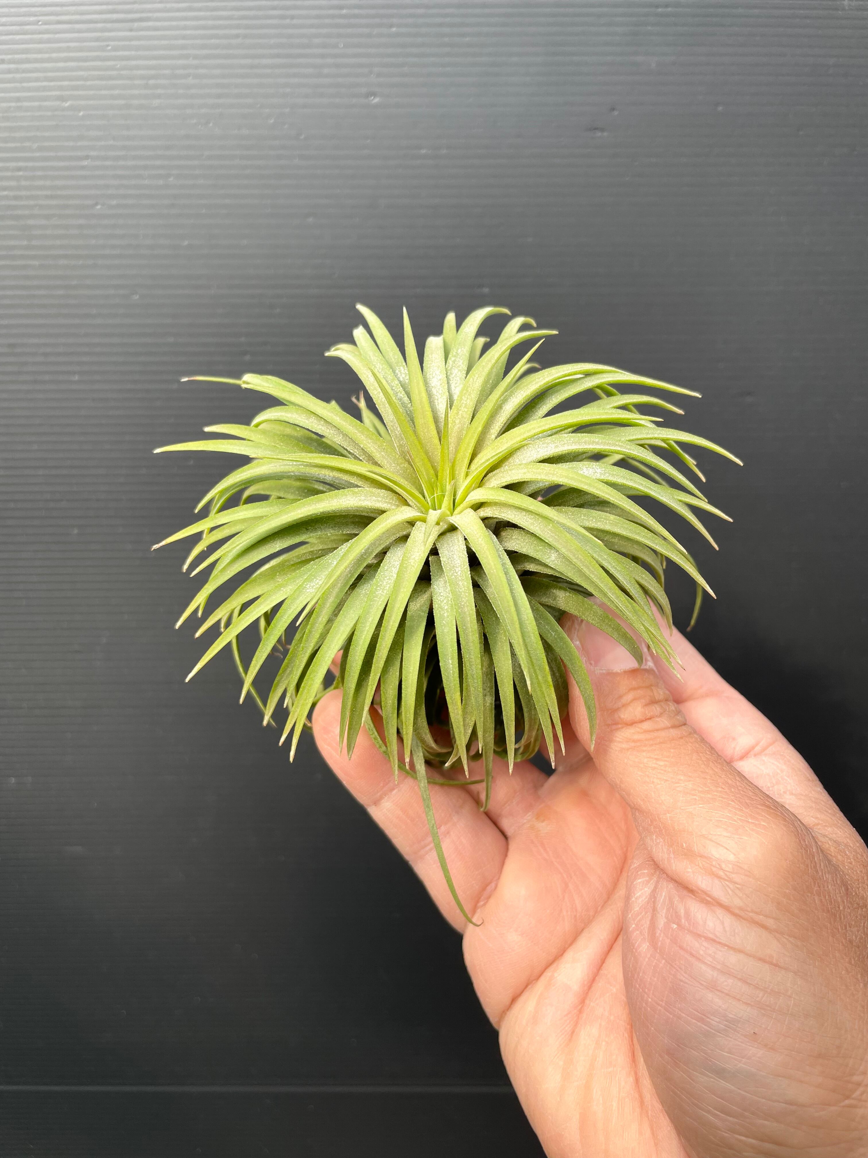 イオナンタ ヘッジホッグ ionantha Hedgehog cvc. | クルール イオナンタ ヘッジホッグ ionantha Hedgehog cvc. | クルール