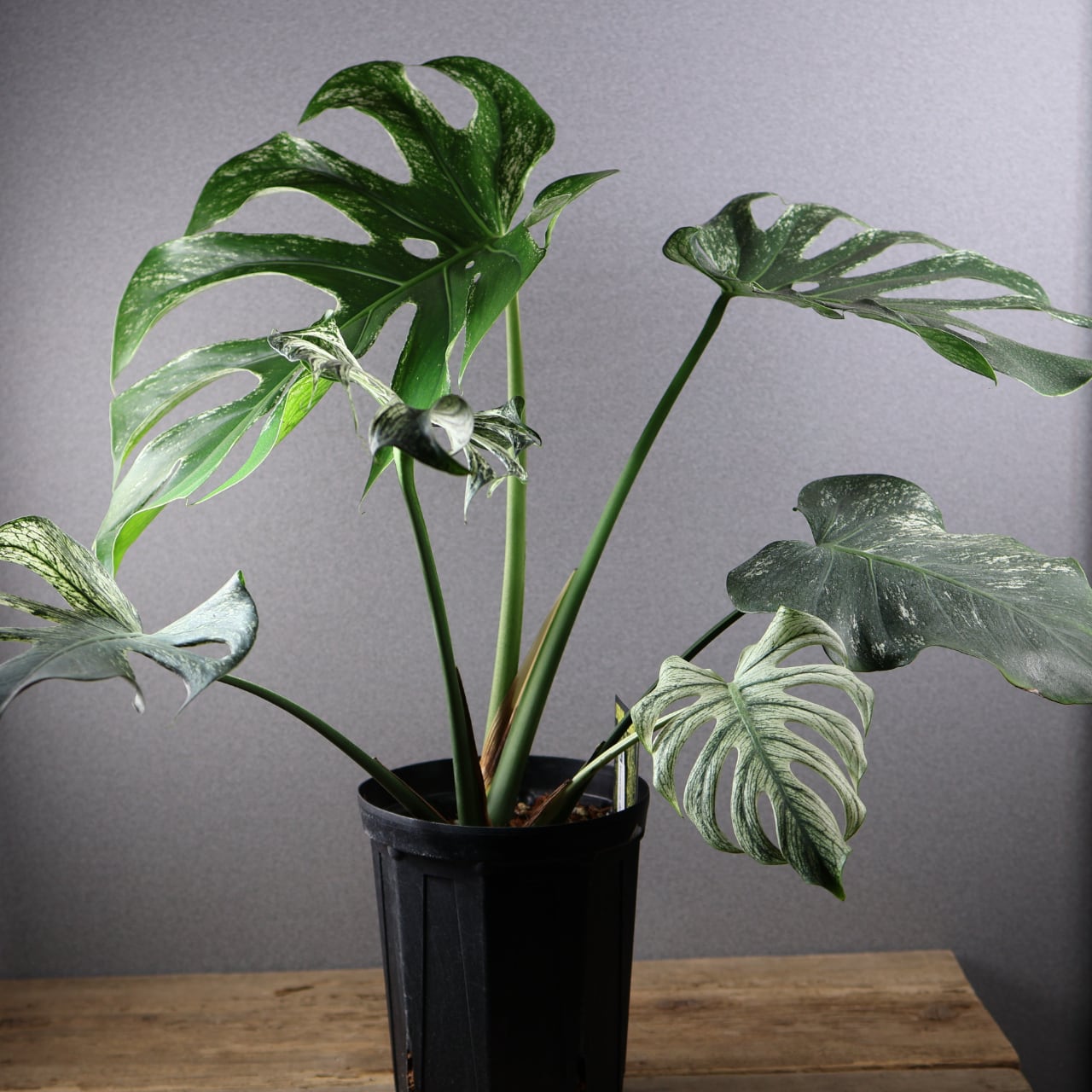536『urban jungle モンステラ デビルモンスター』観葉植物【送料無料