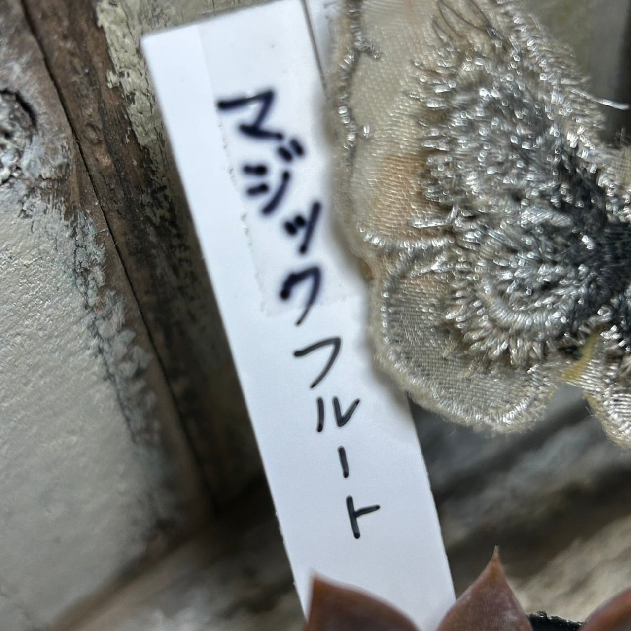 マジックフルート | RuPo 多肉植物専門店