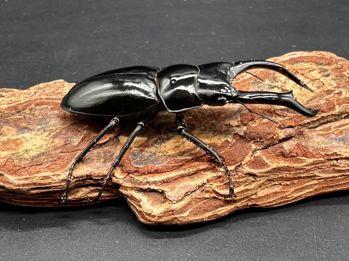 CBF1】《ネパールコクワガタ（0214） ♂70mm /♀45mmUP ペア