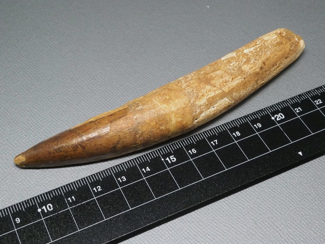 スピノサウルスの歯【Spinosaurus aegyptiacus】【135 mm】【45 g】モロッコ王国産/化石/牙