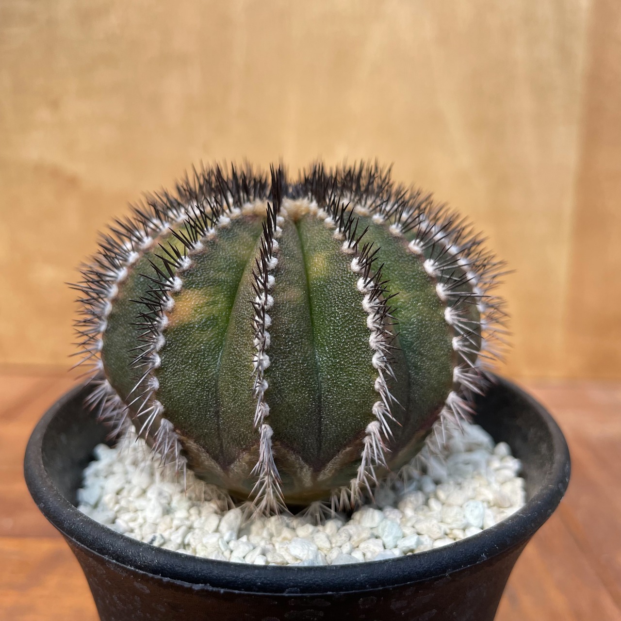 Uebelmannia pectinifera variegata【ユーベルマニア・ペクチニフェラ斑入り】