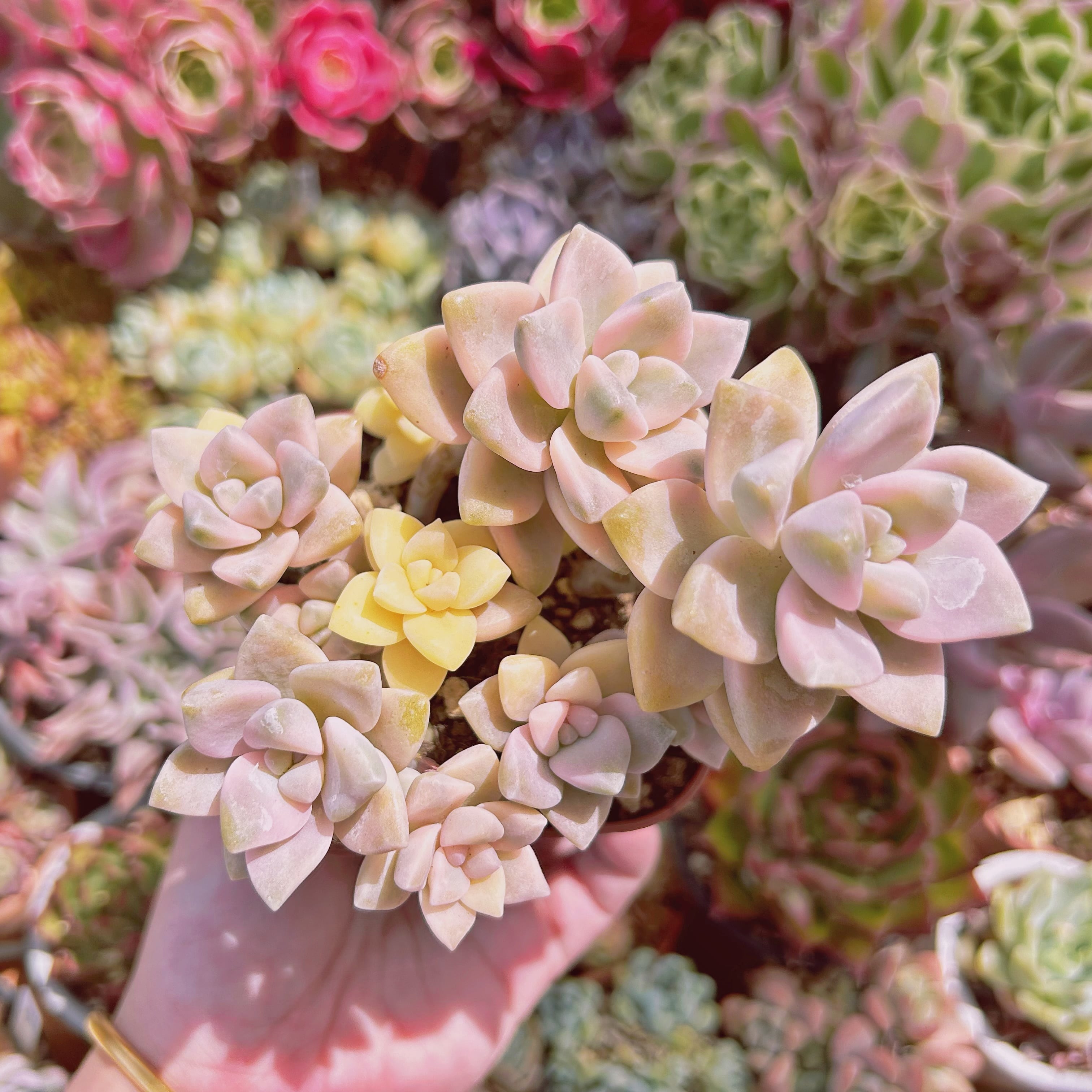 #1171現物　多肉植物　杏子美人錦