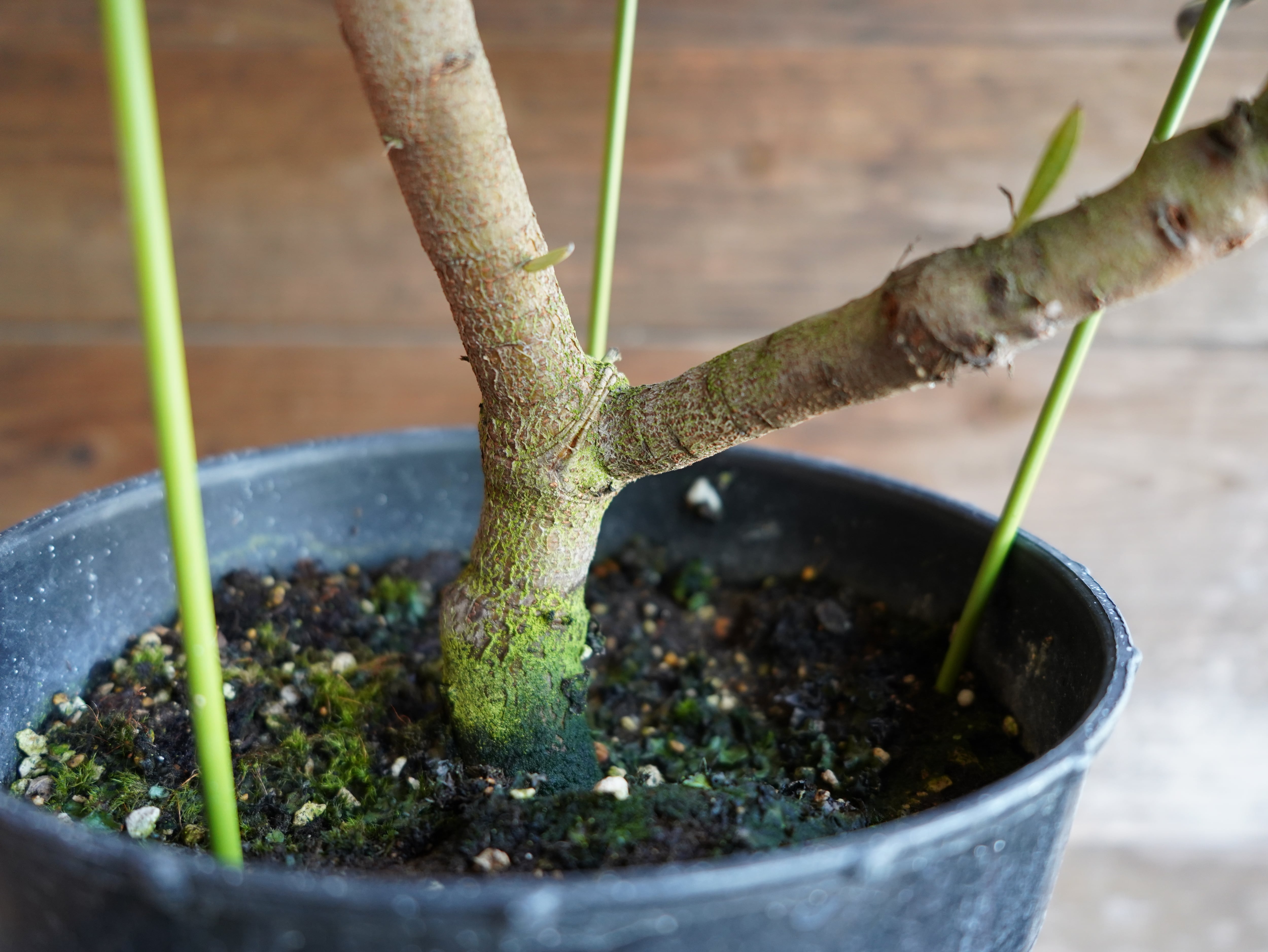 【現物】プロテア　”ポッサムマジック”