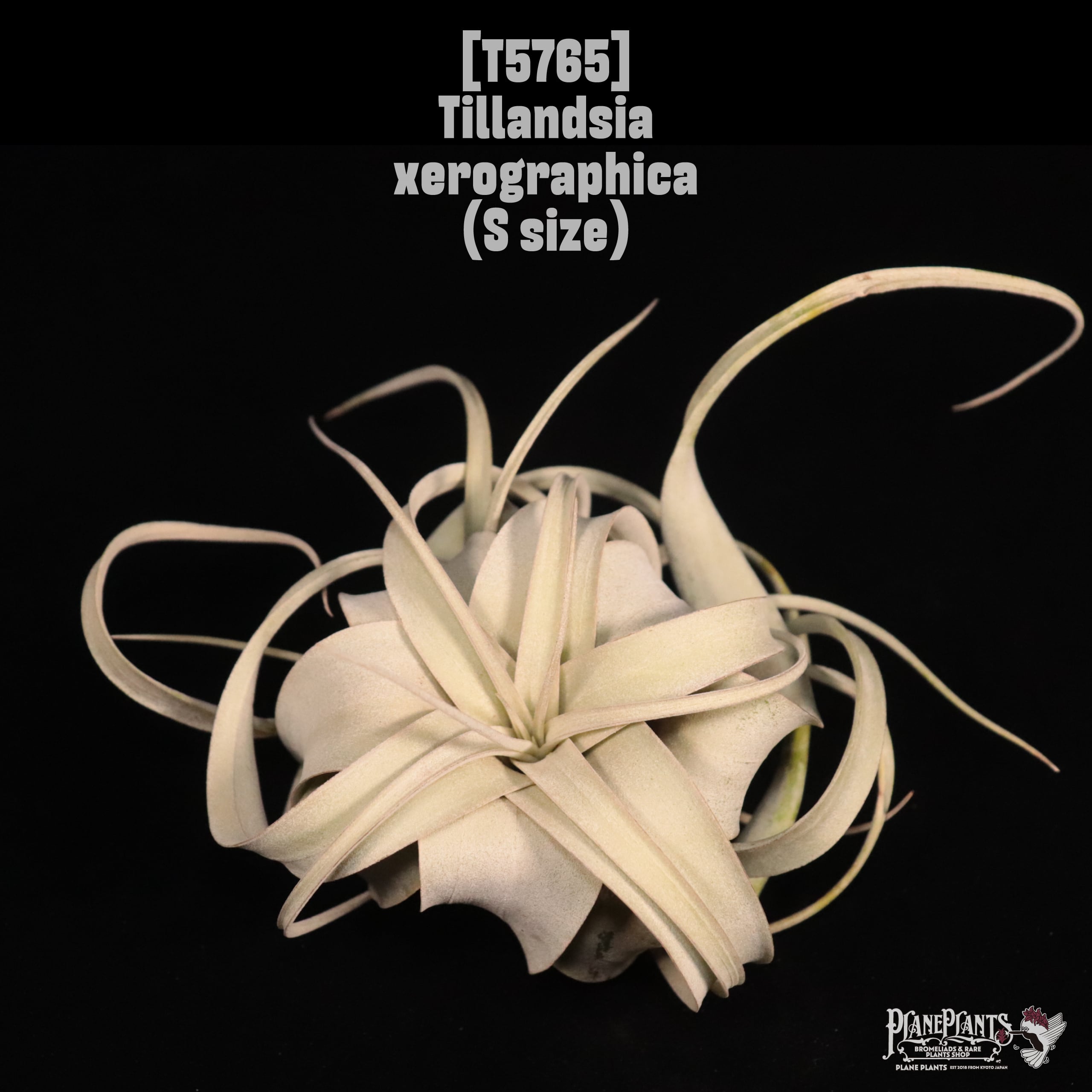 Tillandsia xerographica Long Leaf S 〔ティランジア〕T5765