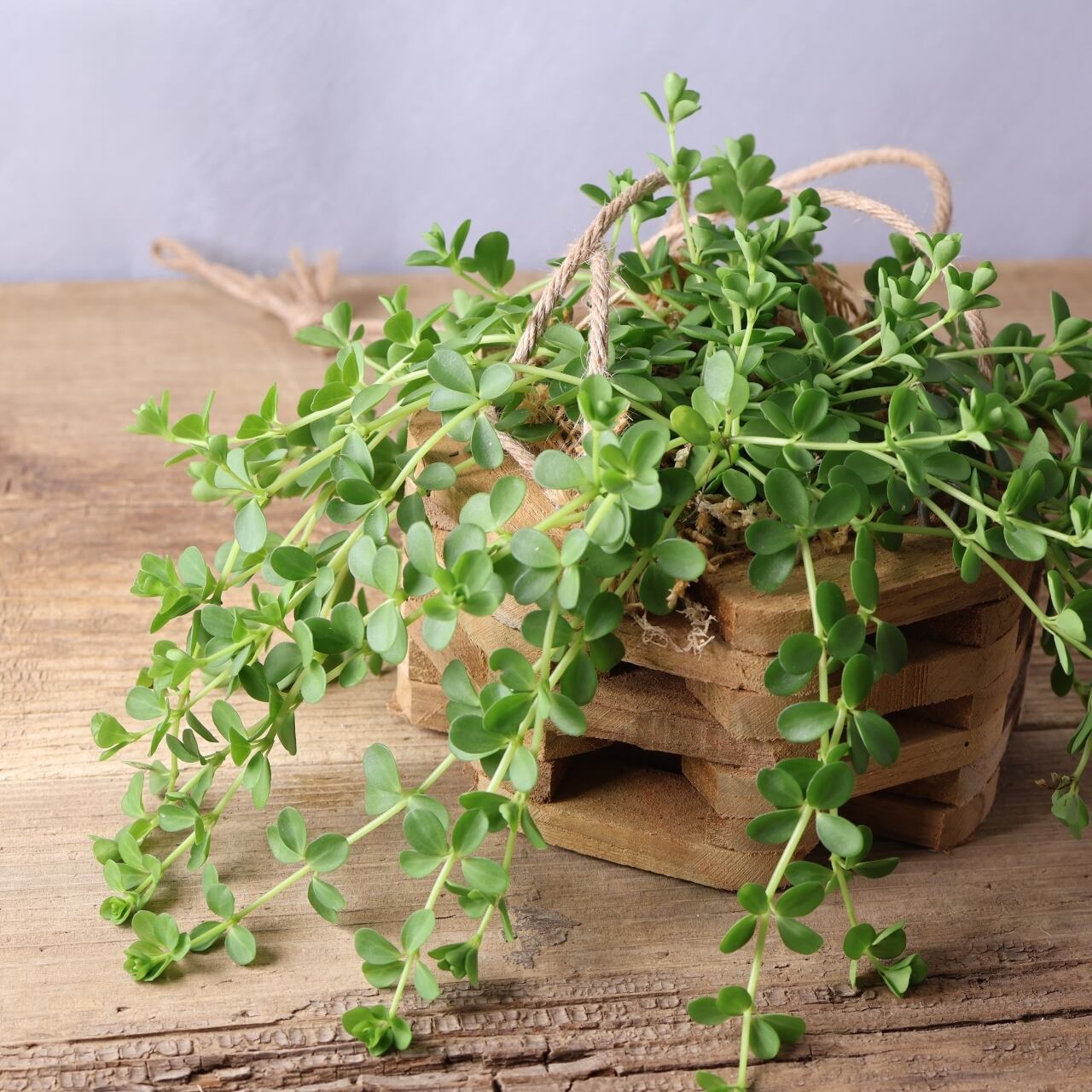 344 ころんとした葉が可愛い『ペペロミア デピーナ Peperomia deppeana