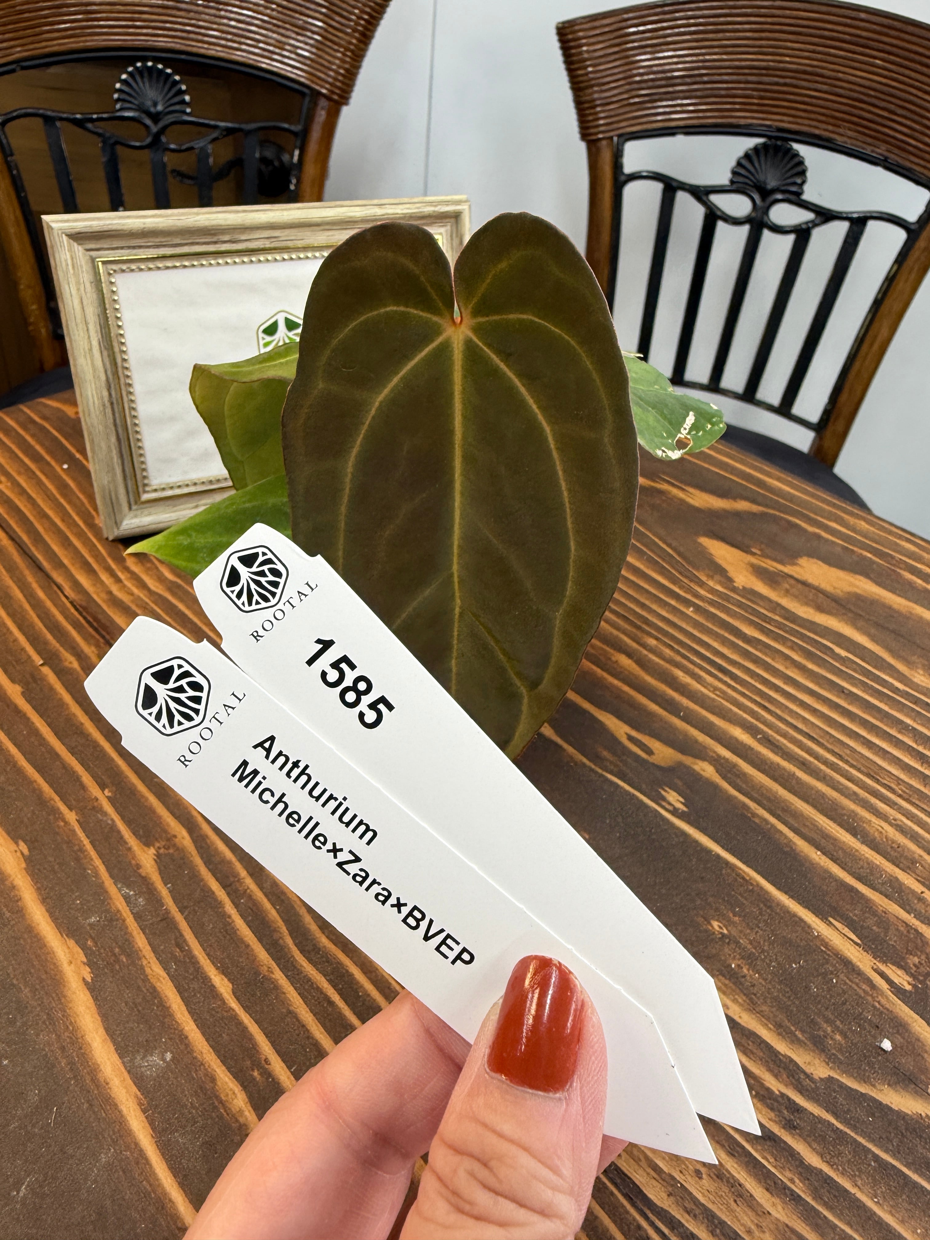 その他 | ROOTALPLANTS