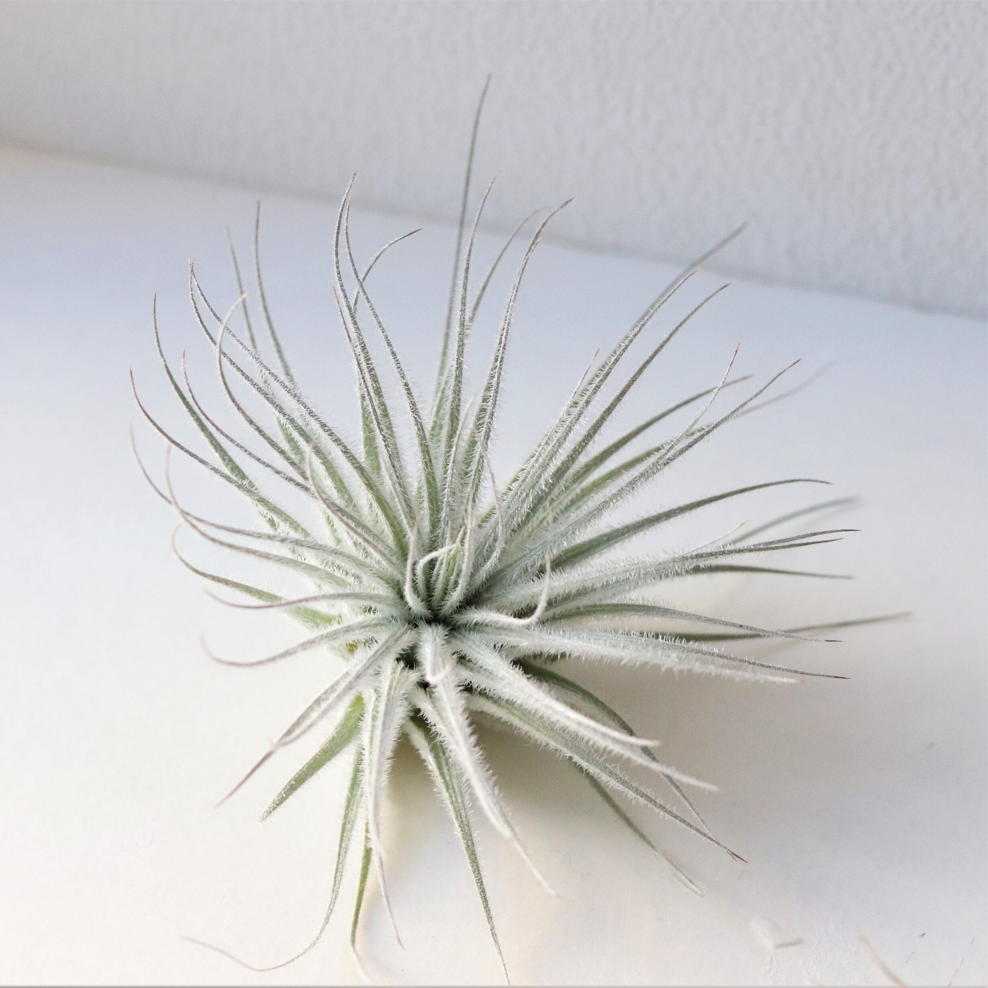 エアープランツ チランジア テクトラム ジーフラットインテリアショップ Online Shop