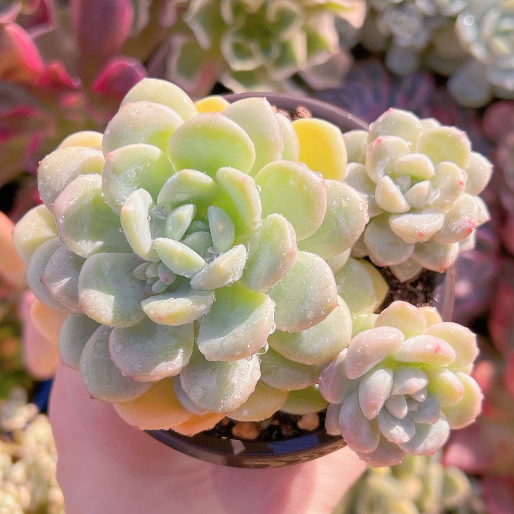 現品　玉兎#768   るる農園