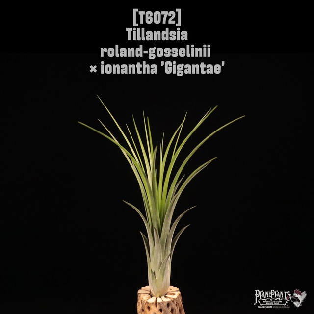 【送料無料】recurvifolia (=meridionalis) 〔エアプランツ〕現品発送T3149