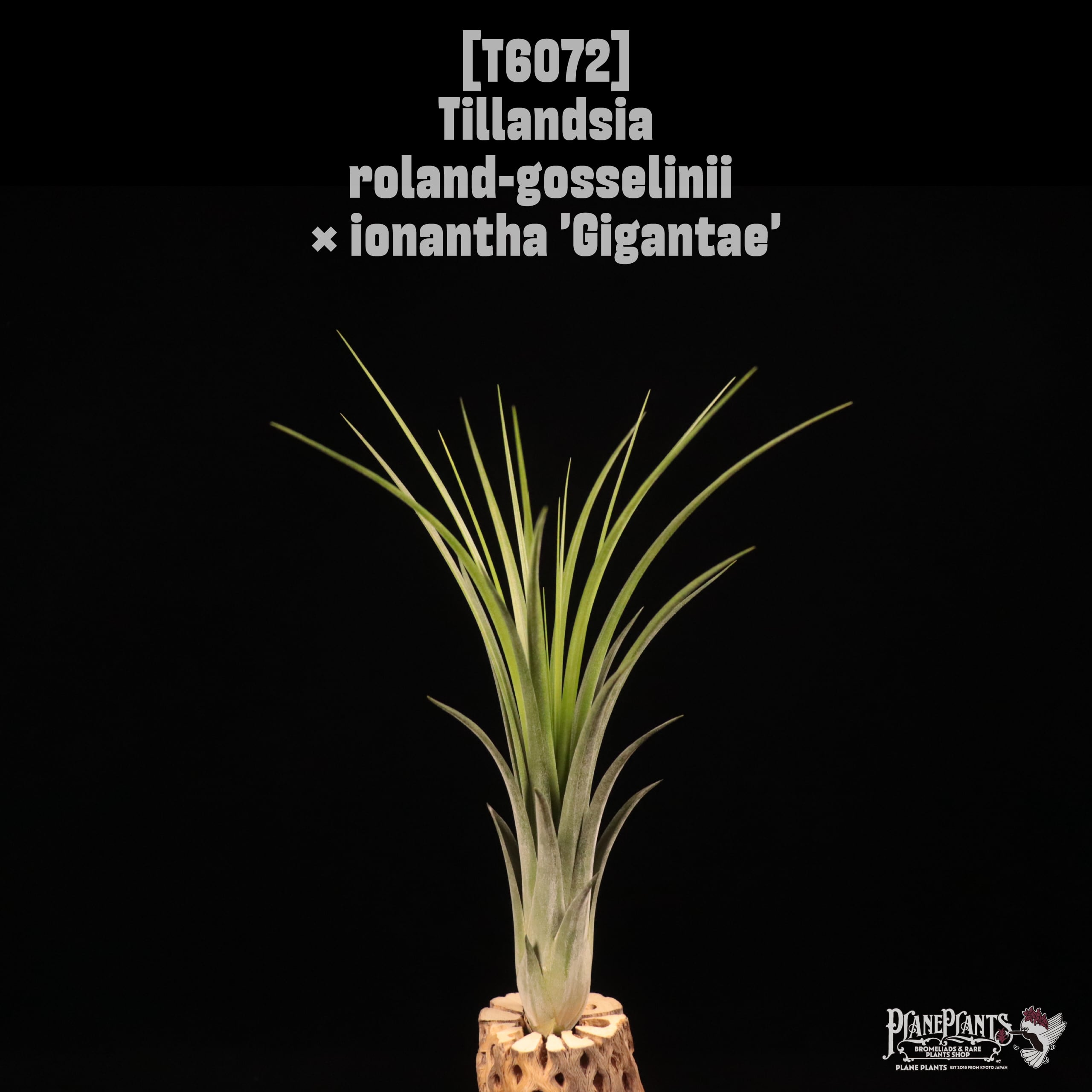 Tillandsia roland-gosselini × ionantha 'Gigantae'〔ティランジア〕T6072