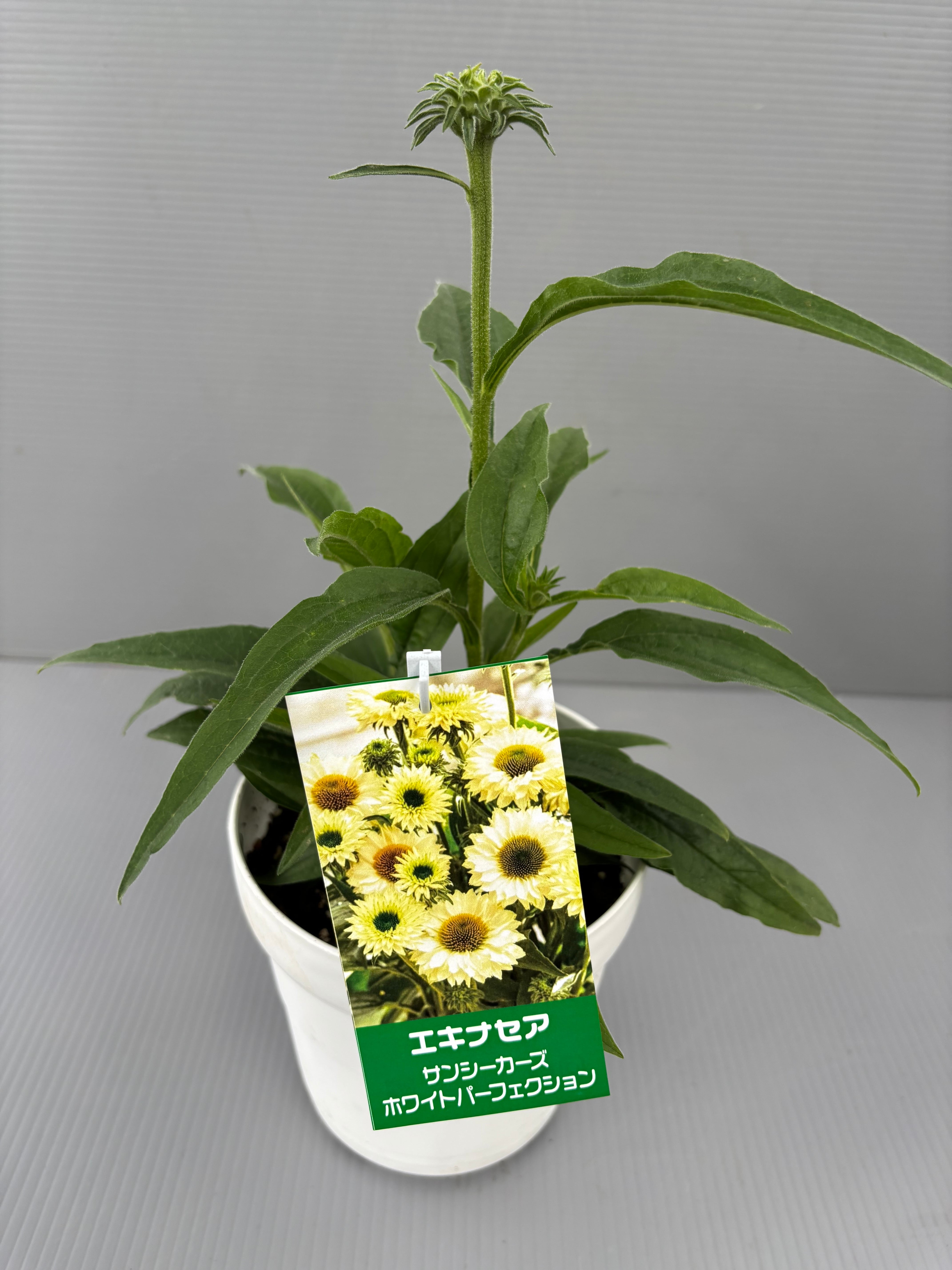 再販☆エキナセア5寸 サンシーカーズホワイトパーフェクション | flowerbiz