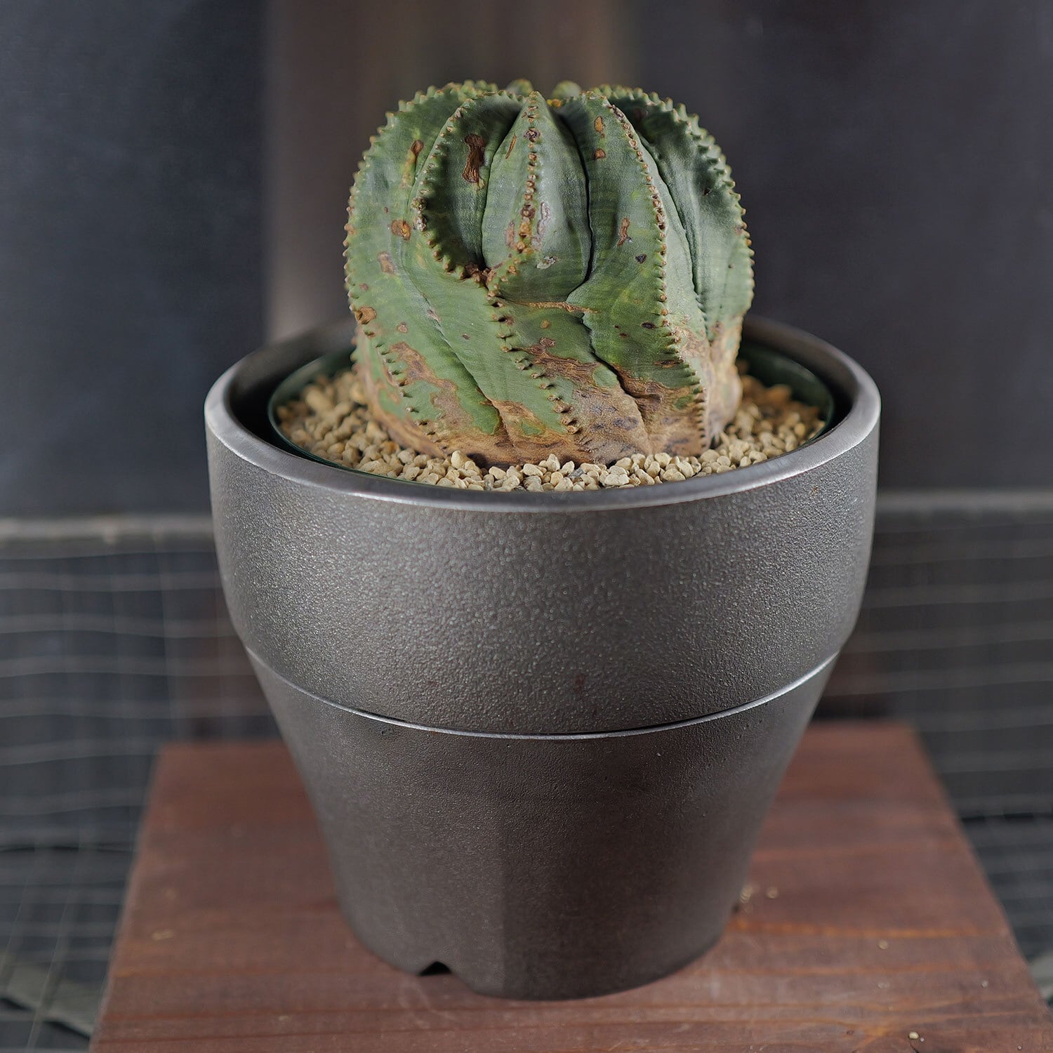 メス株【厳選株】大株 最大幅約8.4cm 捻じれ オベサ / ユーフォルビア