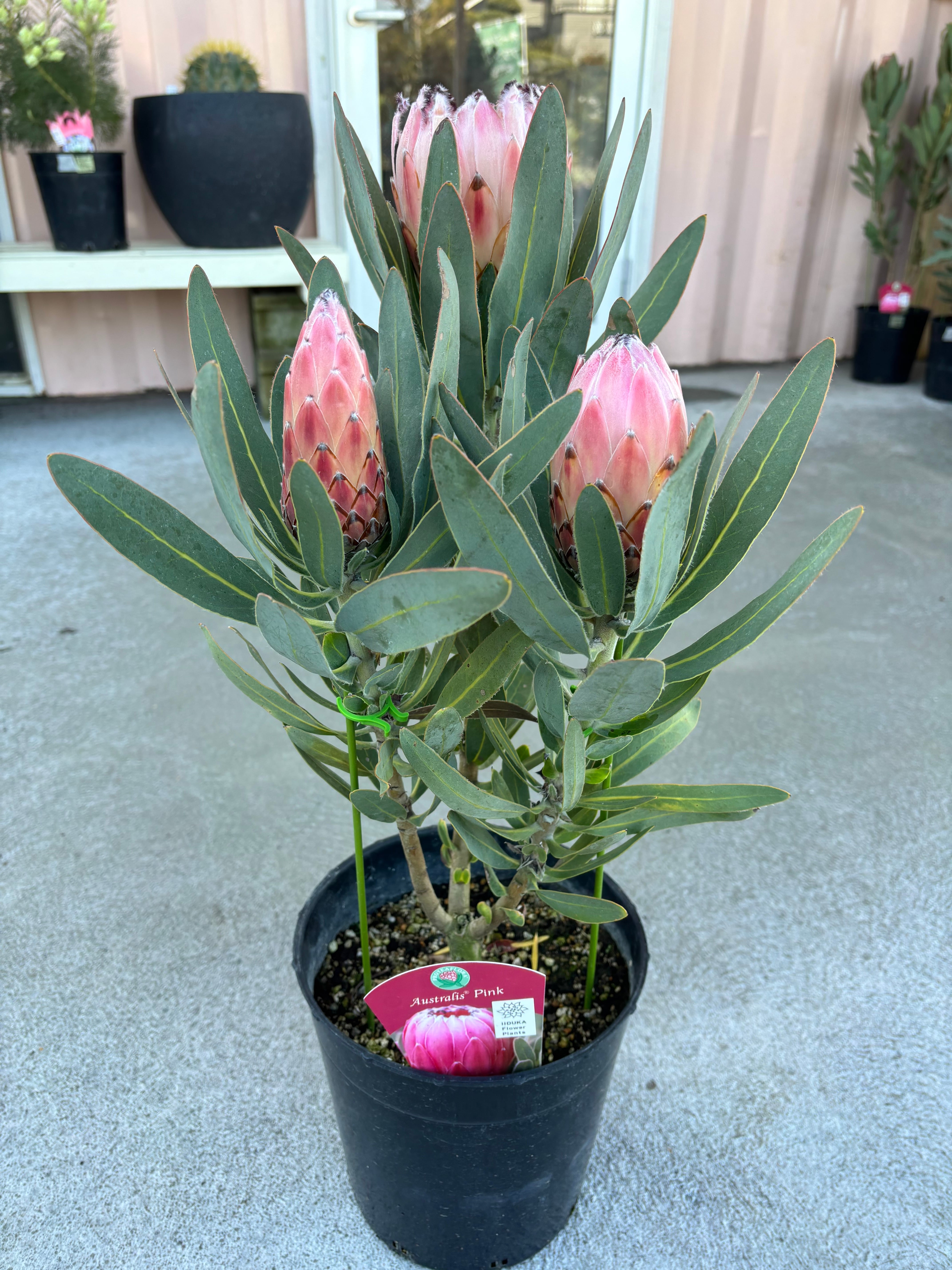 バーゼリア グリーニッシュ① | MELLOW Plants & Coffee