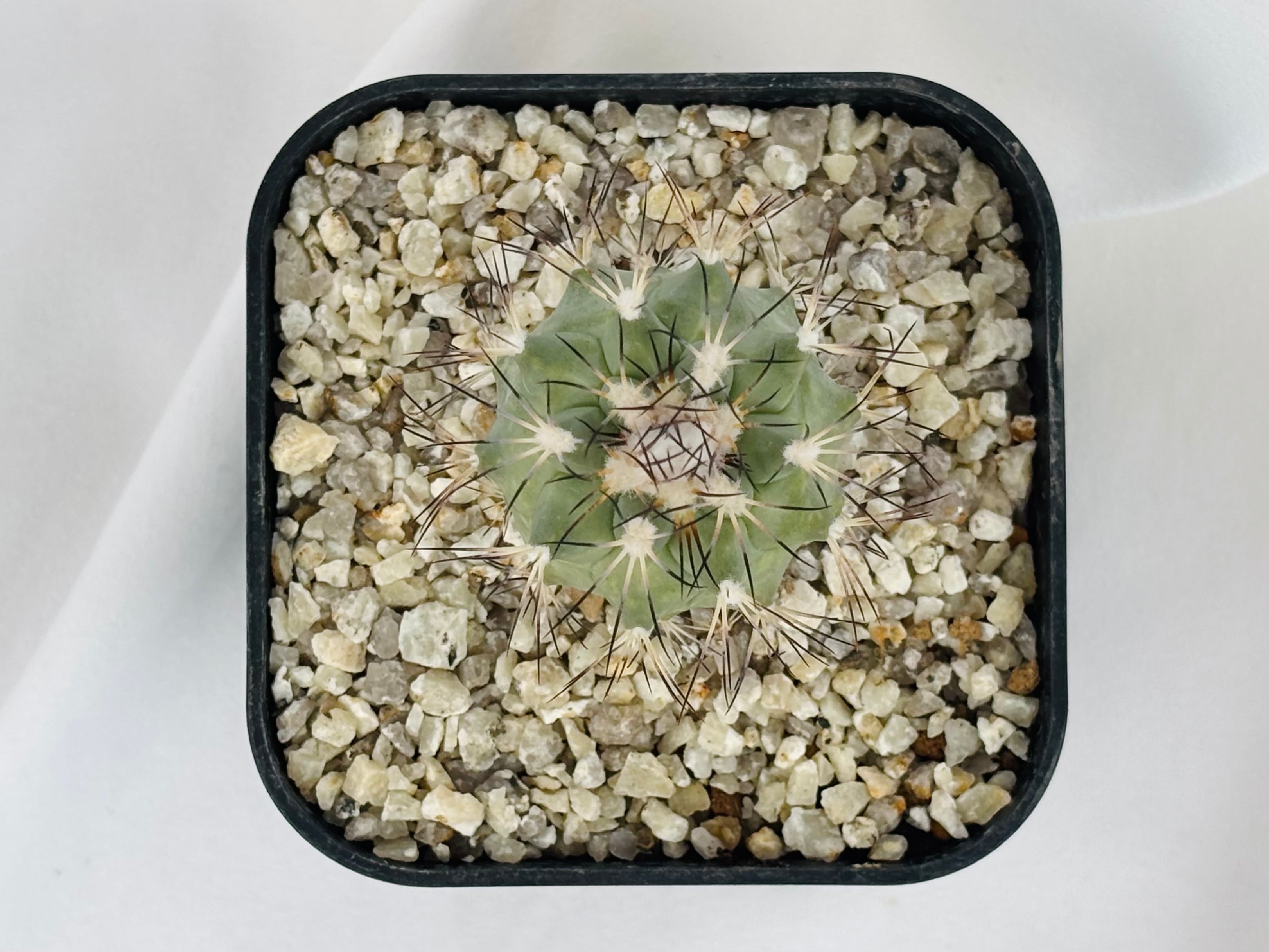 Gymnocactus gielsdorfianus ギムノカクタス 黒槍丸 サボテン | plants