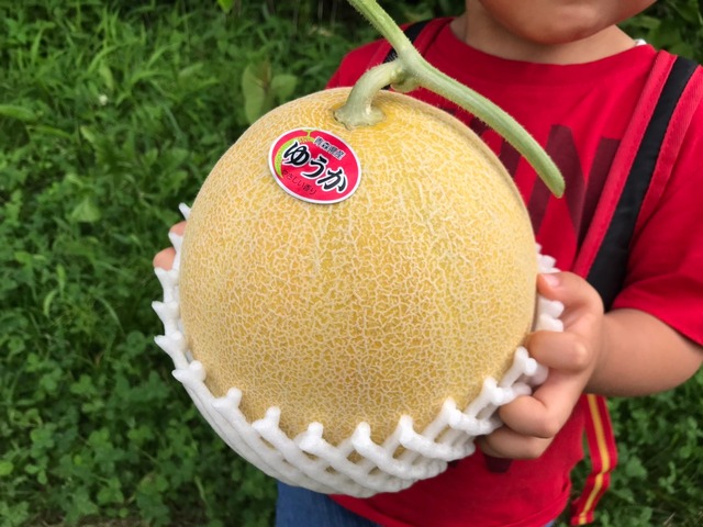 紅まくらスイカ Mサイズ 秀品2玉（計約15～16kg）