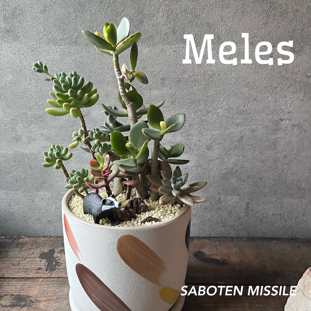 Meles アナグマ