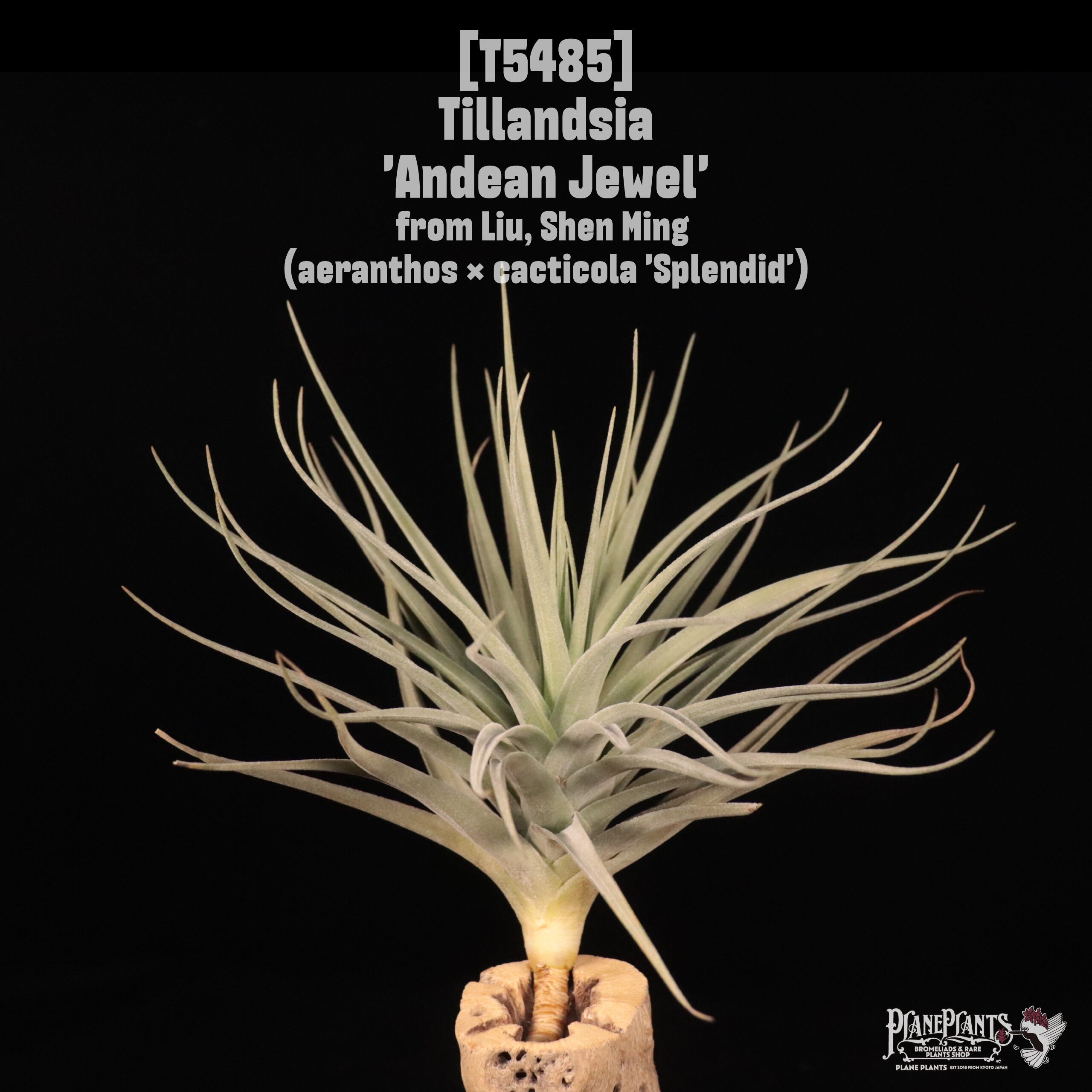 A | plane plants