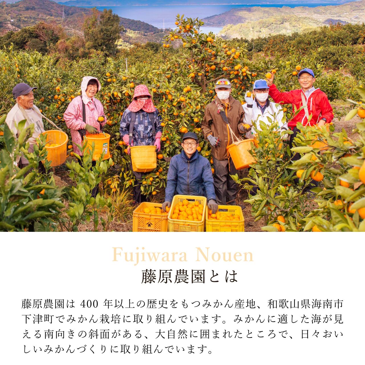 YN26 10kg 一級品(送料無料)｜和歌山で生まれた極早生みかんの新品種