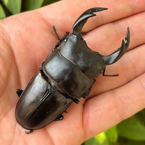 【希少産地・新成虫】京都府宇治市産オオクワガタペアF1個体（♂75mm） #6843