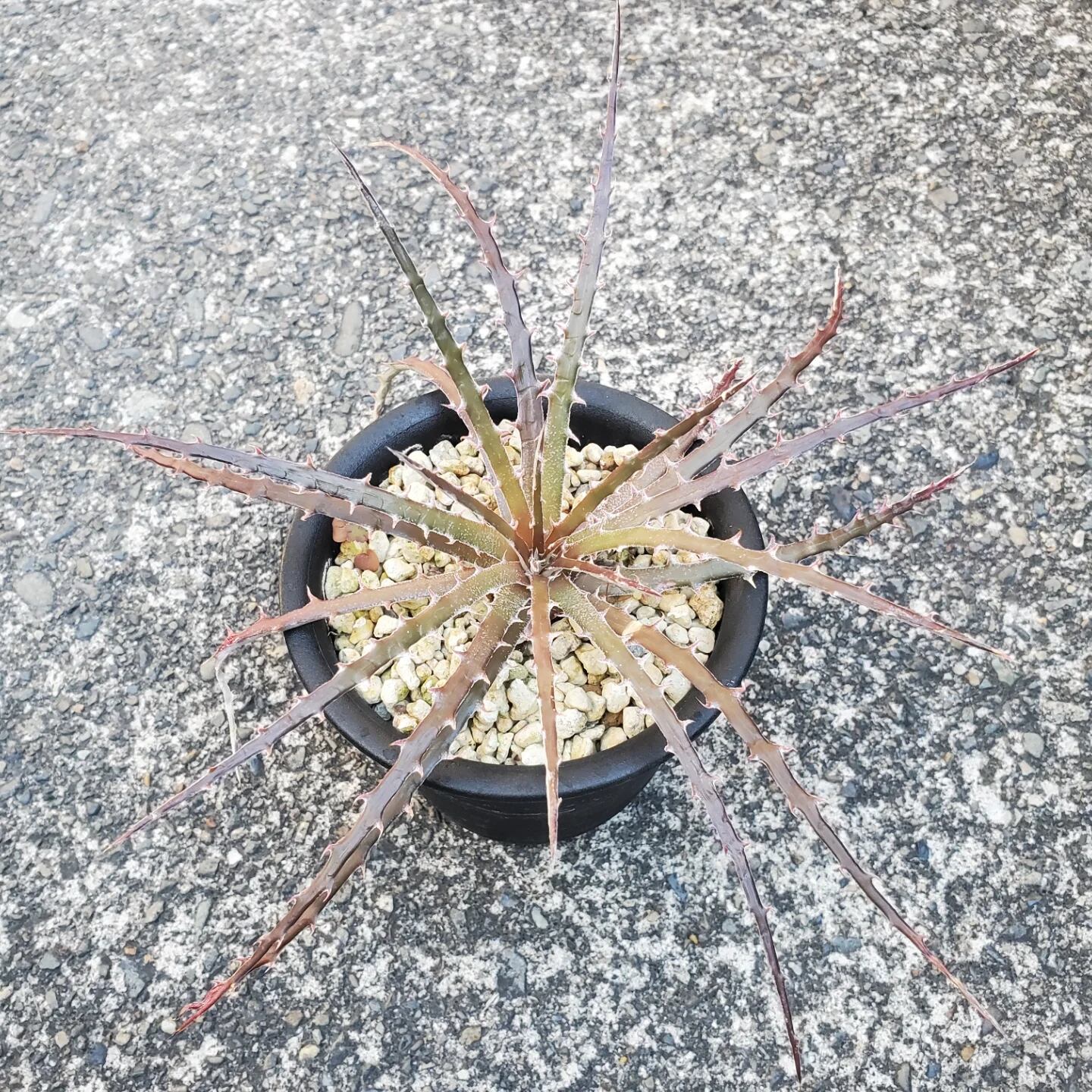 ヒストリカル♡レア品種 イングリッシュ vi0555s_600x.jpg?v=1724133082